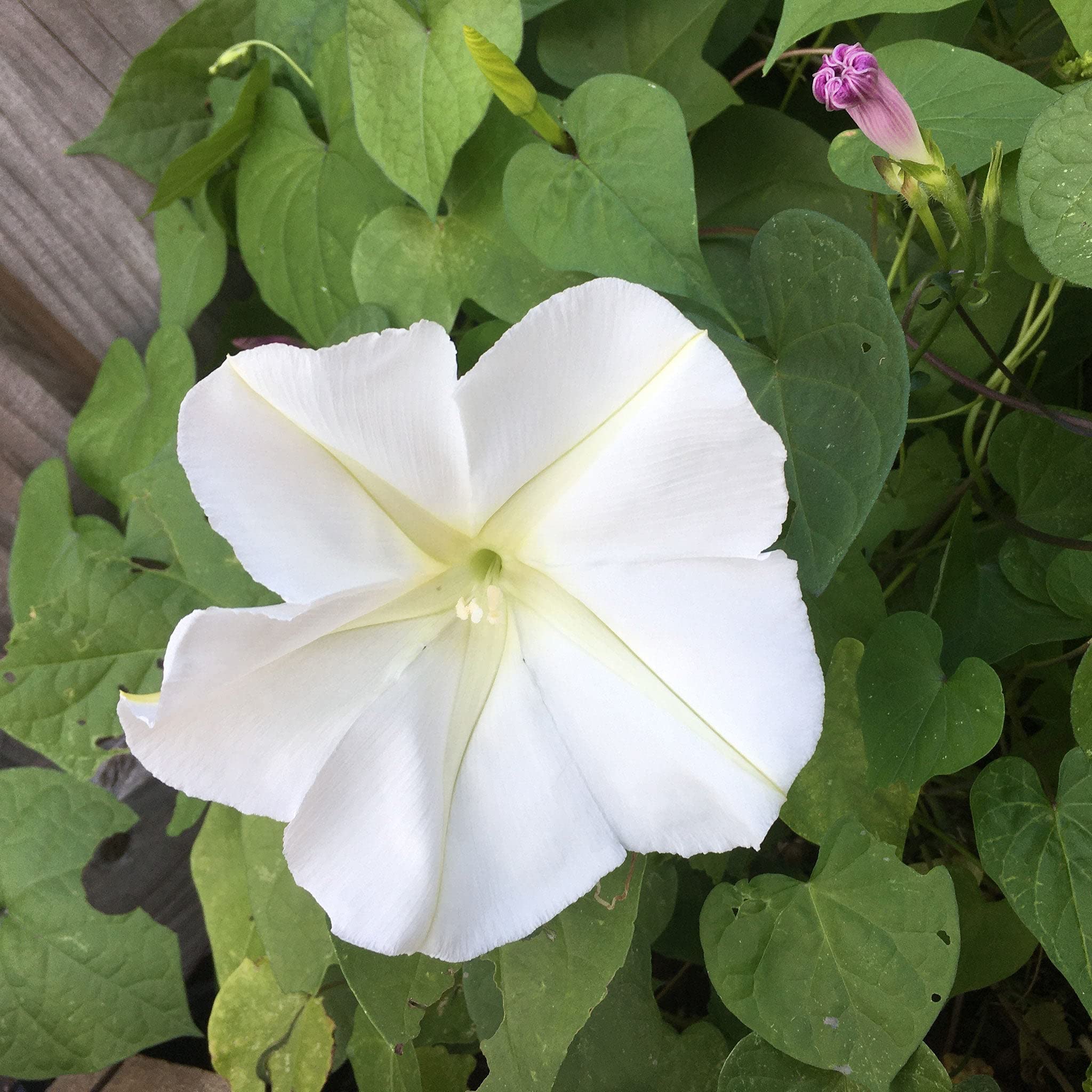 Eden Brothers Moonflower Seeds - Non-GMO Flower Seeds for Planting, 1 lb Bag | Easy to Grow, Low Maintenance, Fast Growing | Perfect for Garden Beds, Trellises, and Moon Gardens | Zones 4-10, Spring Planting