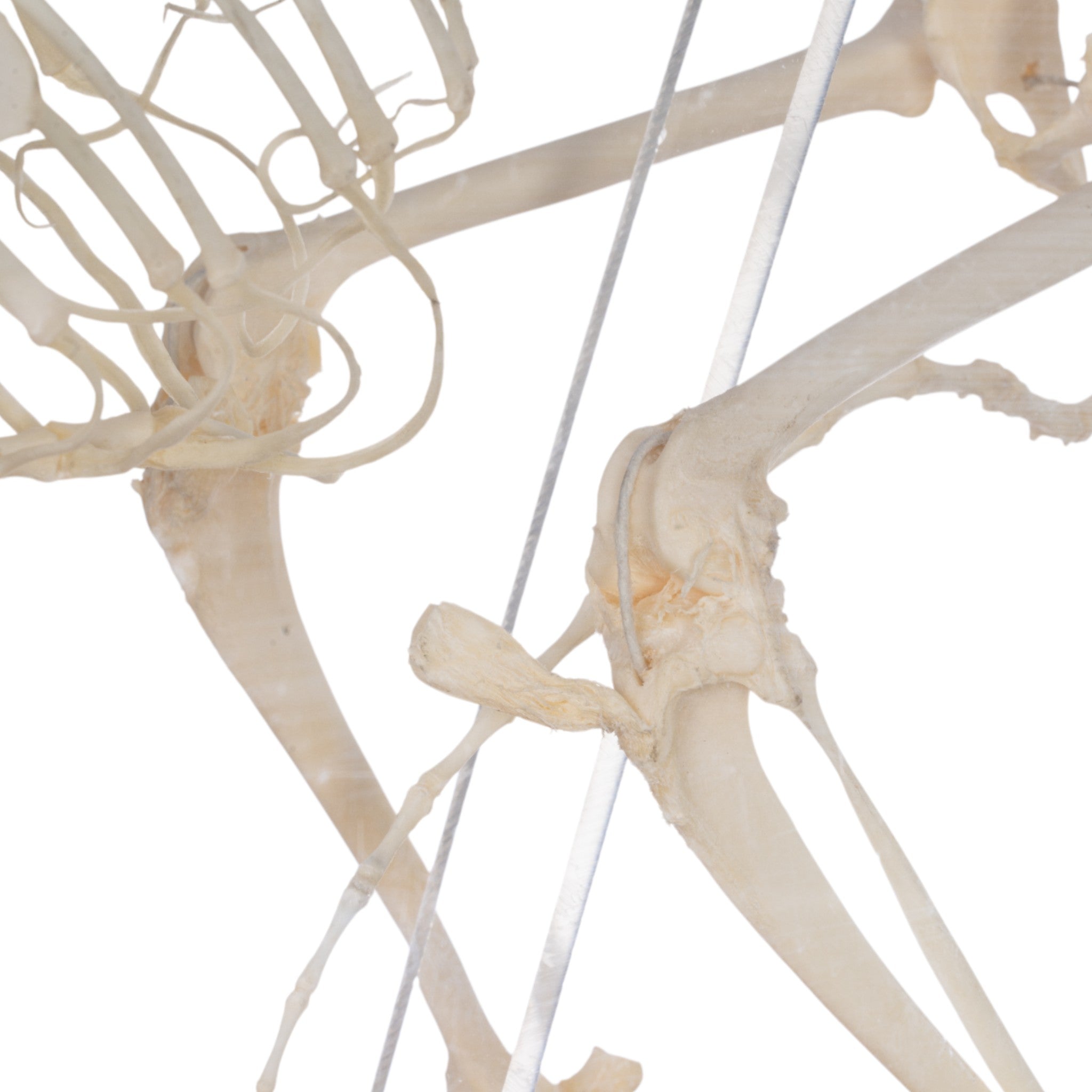 Premium Real Domestic Cat Skeleton Specimen in Display Case - Perfect for Veterinary Education, Biology Study & Halloween Decor