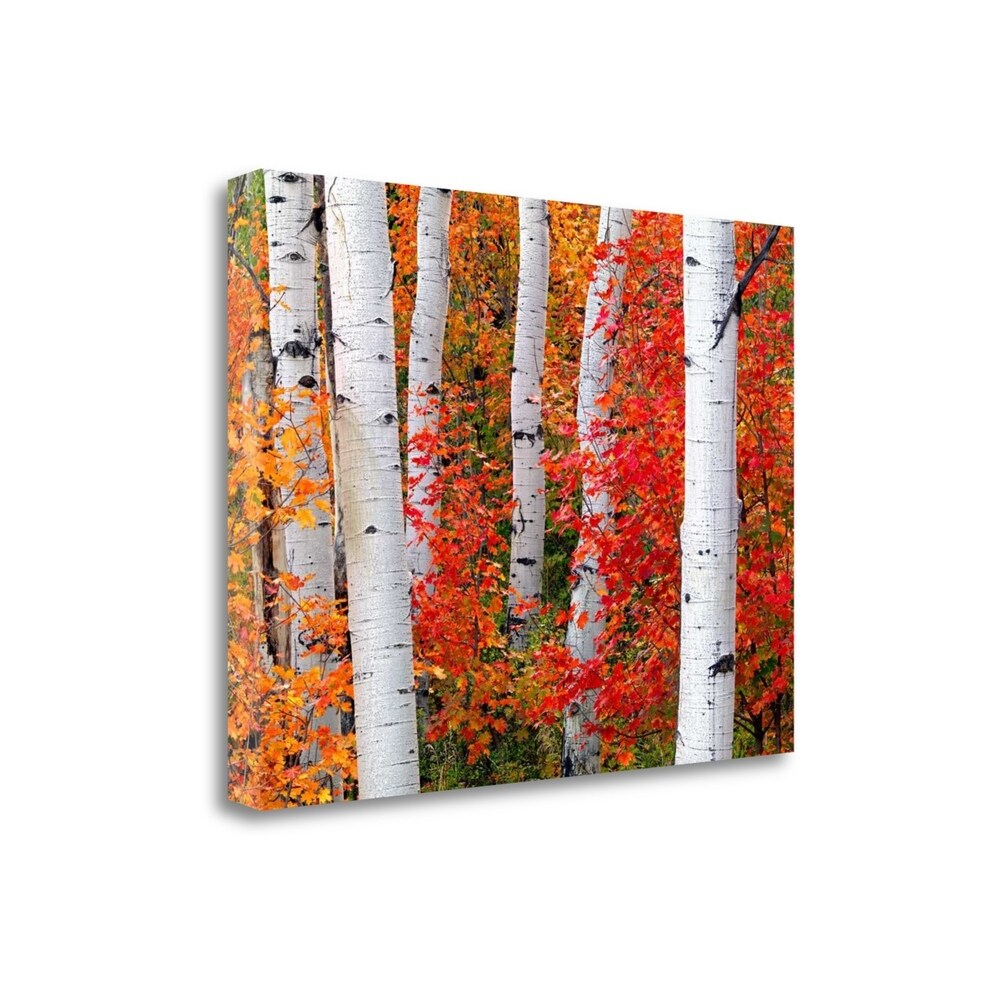 Aspens And Maples Landscape Art Print by Elizabeth Carmel - Premium Giclee on Gallery Wrapped Canvas - Perfect for Living Room, Bedroom & Office Decor