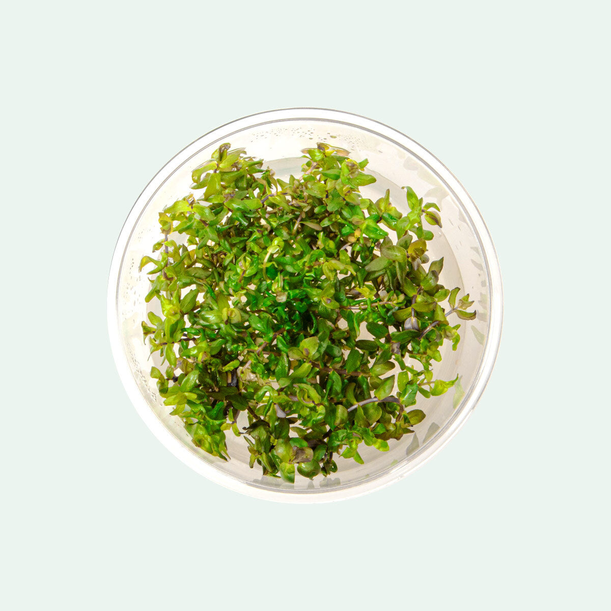 Rotala Macrandra Tissue Culture Live Aquarium Plant - Easy to Grow Freshwater Aquatic Plant for Fish Tanks, Aquascaping & Planted Aquariums