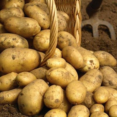 Simply Seed™ - Non-GMO Kennebec Potatoes 5 LBS - American Grown Seed Potatoes for Planting - Perfect for Home Gardens, Farms & Sustainable Agriculture