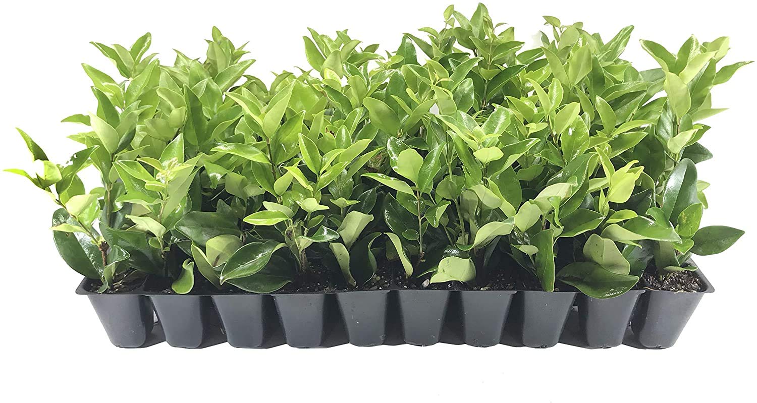 Ligustrum Waxleaf Privet - 10 Live Evergreen Plants for Privacy Hedge - Perfect for Garden Fencing, Landscaping, and Natural Windbreaks