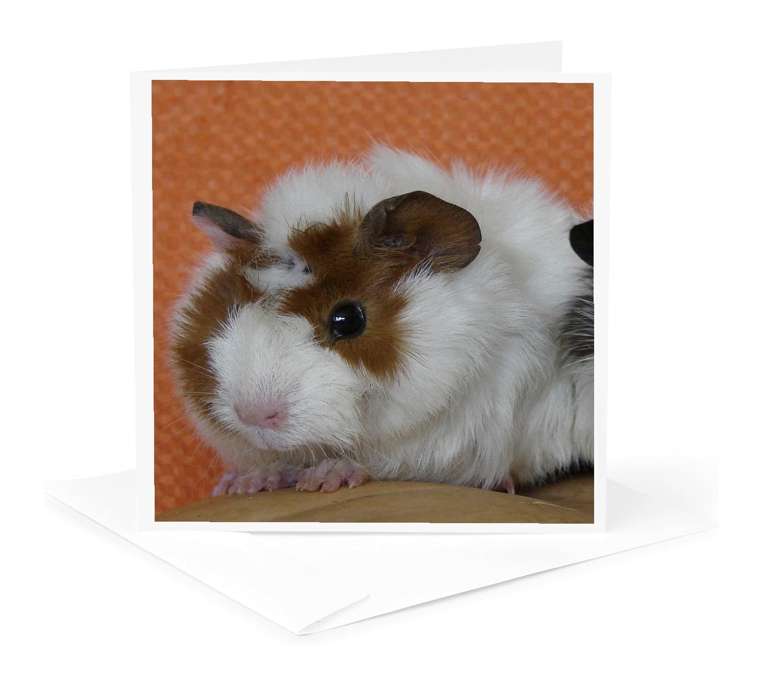 Baby Guinea Pig on Pumpkin Greeting Card - Cute Animal Photography by Angelandspot - Perfect for Birthdays, Holidays & Special Occasions