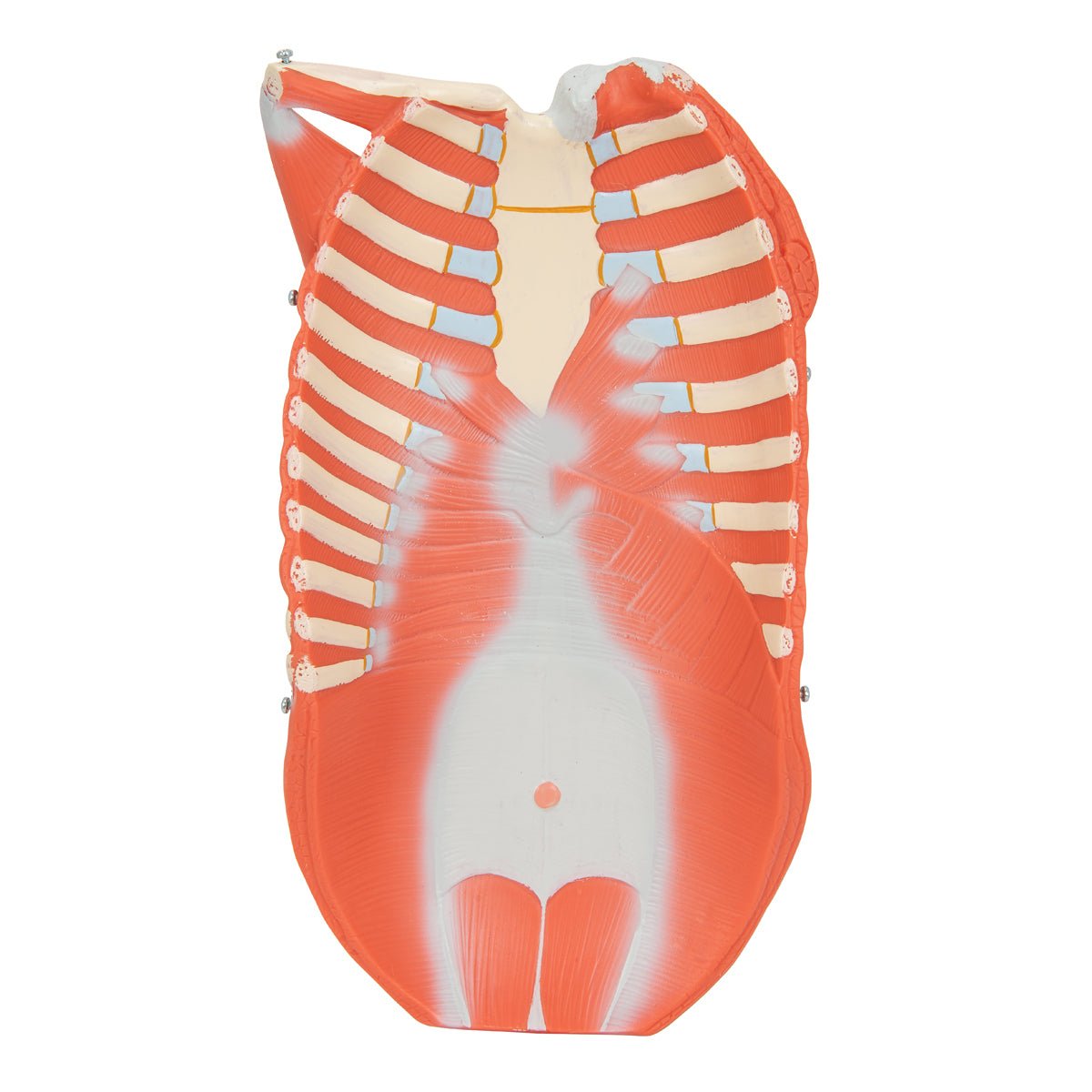 1/2 Life Size Complete Dual Gender Muscle Figure - 33-Part Anatomical Model for Medical Education & Fitness Training | Perfect for Classrooms, Gyms & Physical Therapy Clinics