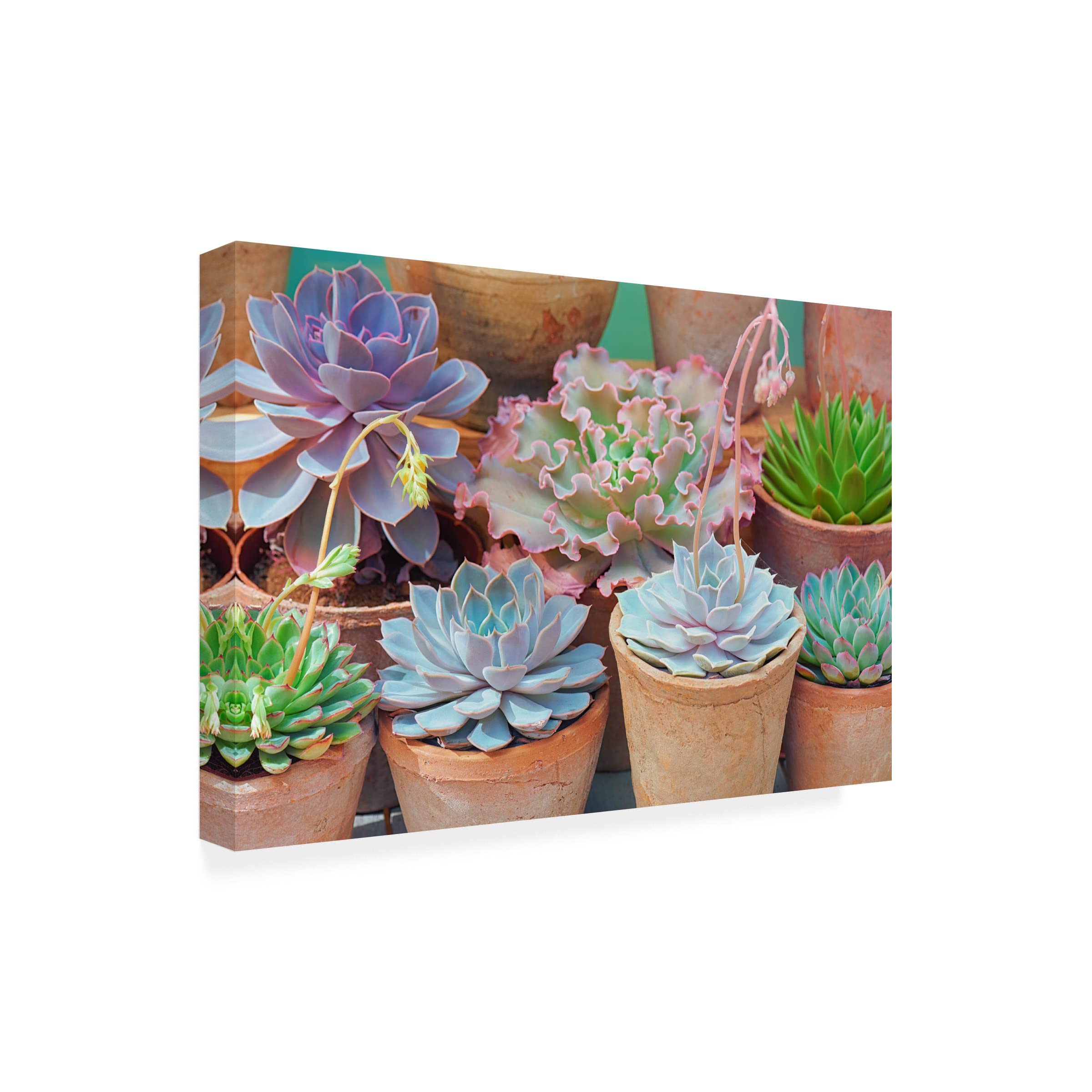 Trademark Fine Art 'Succulents in Terracotta Pots IV' Canvas Wall Art by Cora Niele - Perfect for Living Room, Bedroom & Office Decor
