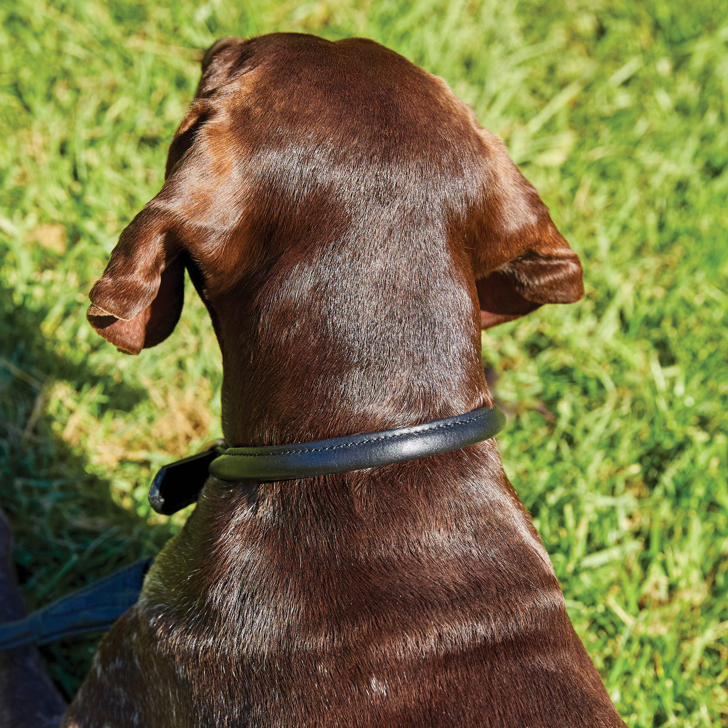 WeatherBeeta Rolled Leather Dog Collar for Small Dogs - Tan Brown Genuine Leather Pet Collar - Comfortable & Durable for Daily Walks, Training & Outdoor Adventures