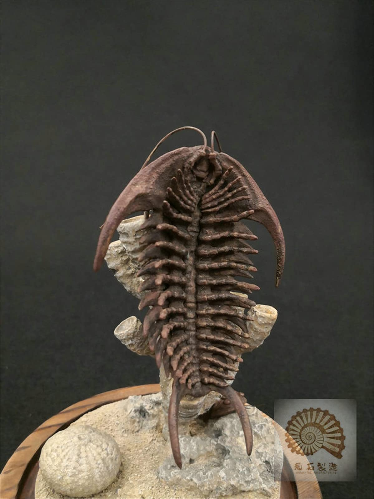 VWUVWU 1:1 Scale Trilobite Fossil Model - Realistic Arthropod Skeleton Figure, Resin Collector's Decor & Unique Gift for Adults - Perfect for Paleontology Enthusiasts, Home Office Display & Science Education