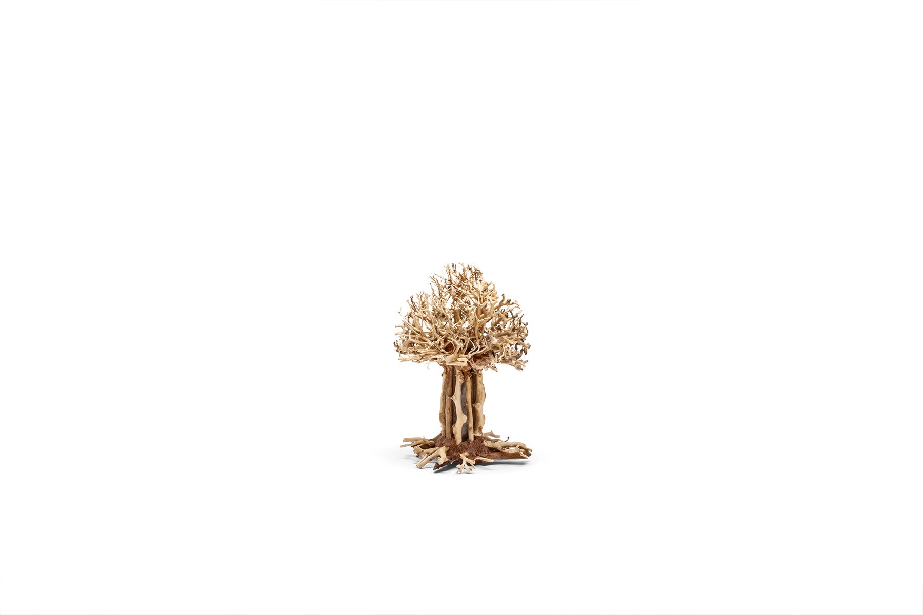 Uns Bonsai 007 - Premium Mini Bonsai Tree Kit for Home & Office Decor, Perfect Gift for Plant Lovers, Zen Garden & Indoor Gardening Enthusiasts