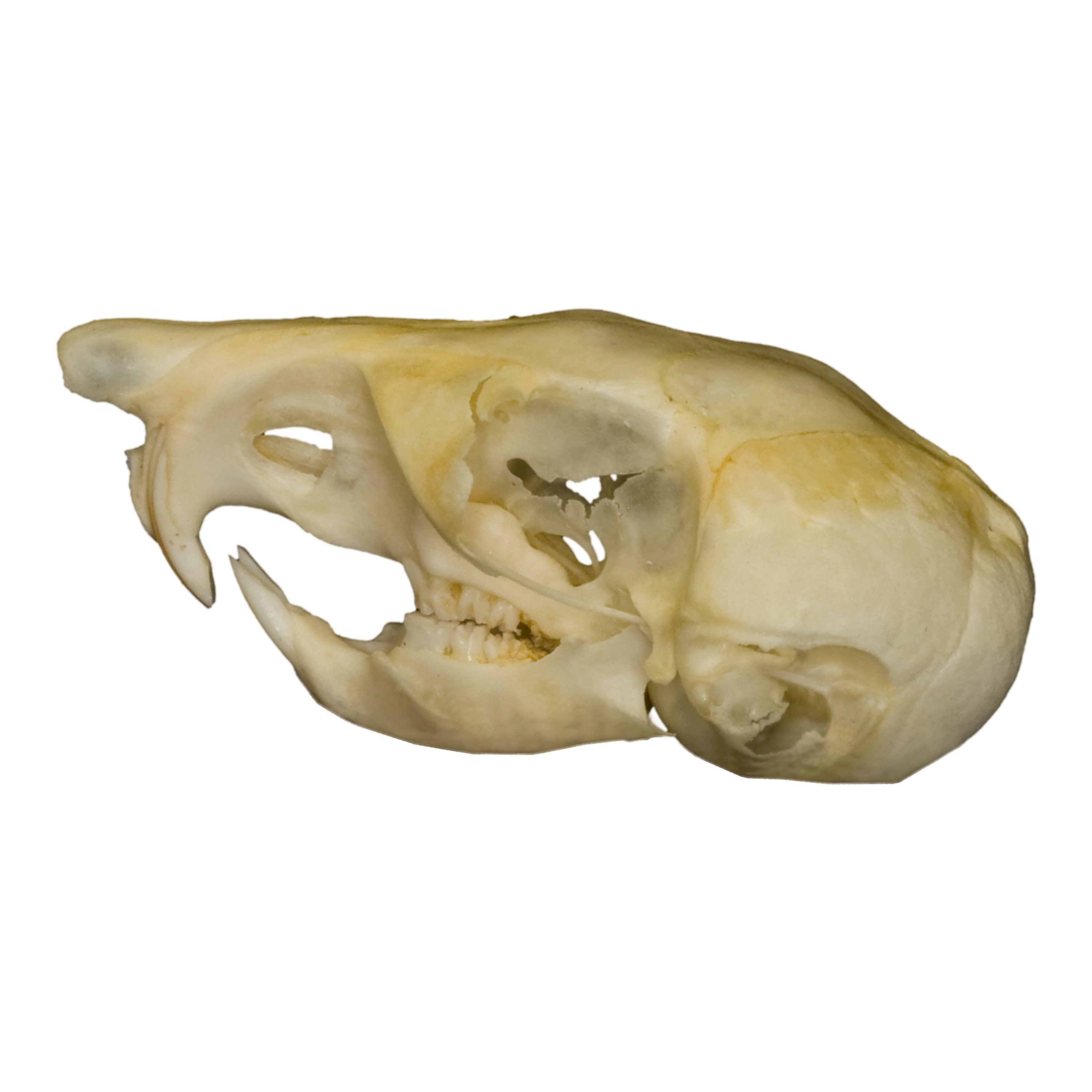 Authentic Kangaroo Rat Skull Specimen - Perfect for Science Classrooms, Biology Studies & Oddity Collectors | Educational Display, Taxidermy Art & Gothic Decor