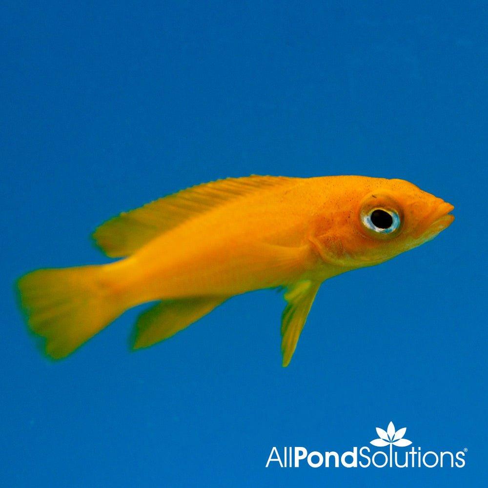 Premium Lemon Cichlid Orange (Lamprologus Leleupi) - Vibrant Freshwater Aquarium Fish for African Cichlid Tanks & Aquascaping