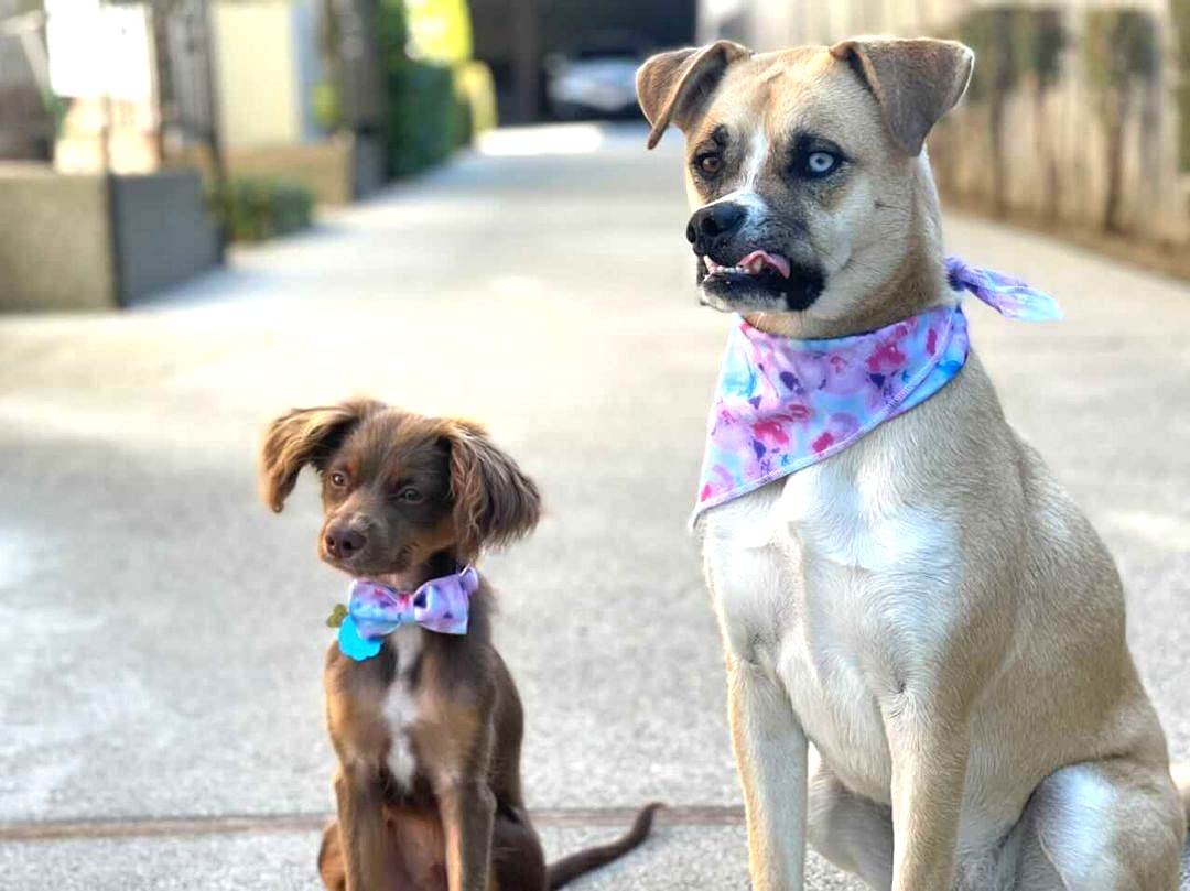 Stylish Adjustable Dog Bandana for Small Medium Large Dogs - Comfortable Pet Bib Scarf for Boys & Girls - Perfect for Walks, Photos & Special Occasions