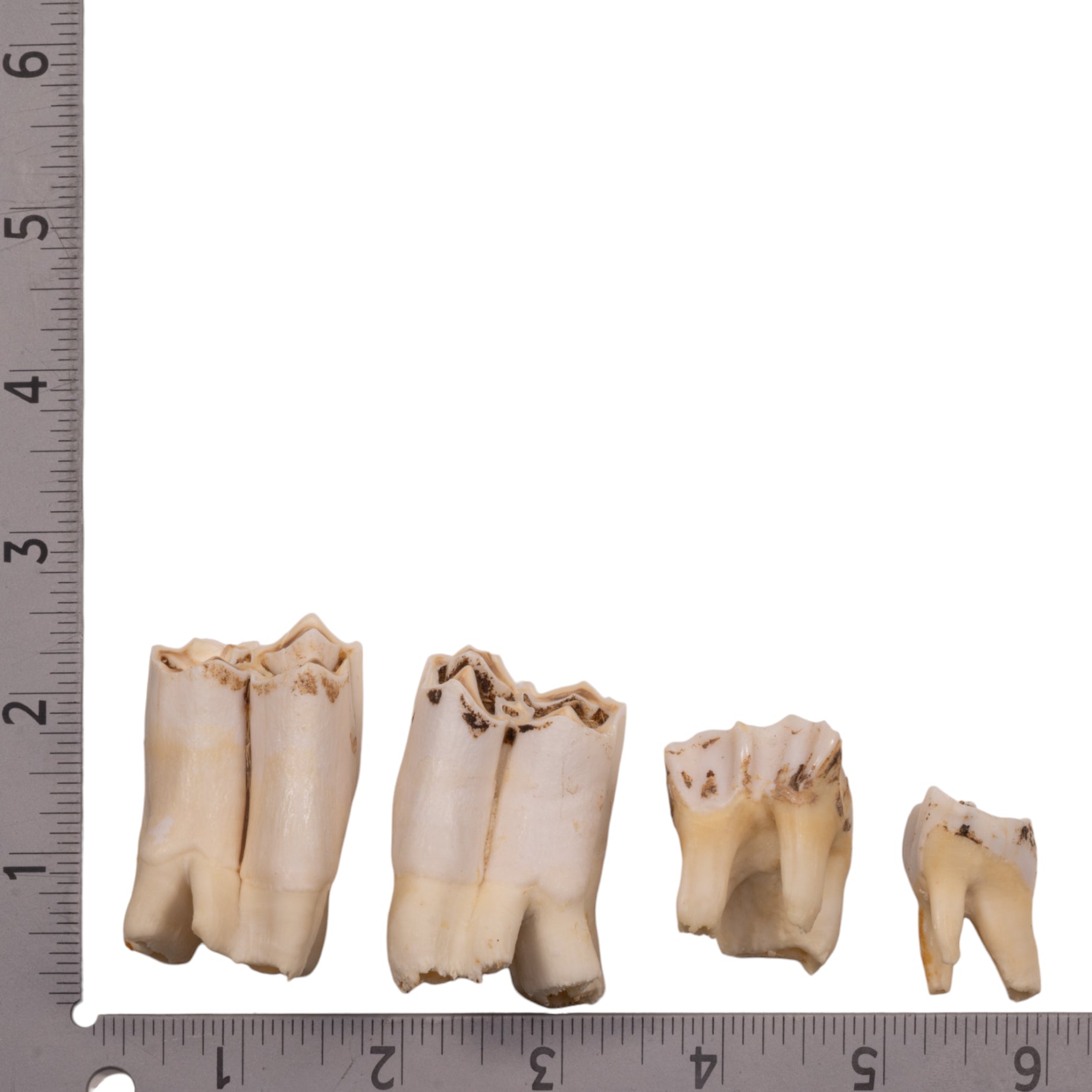 Real Eland Tooth - Authentic Single Piece for Jewelry Making, Taxidermy & Home Decor | Natural Oddity Collectible