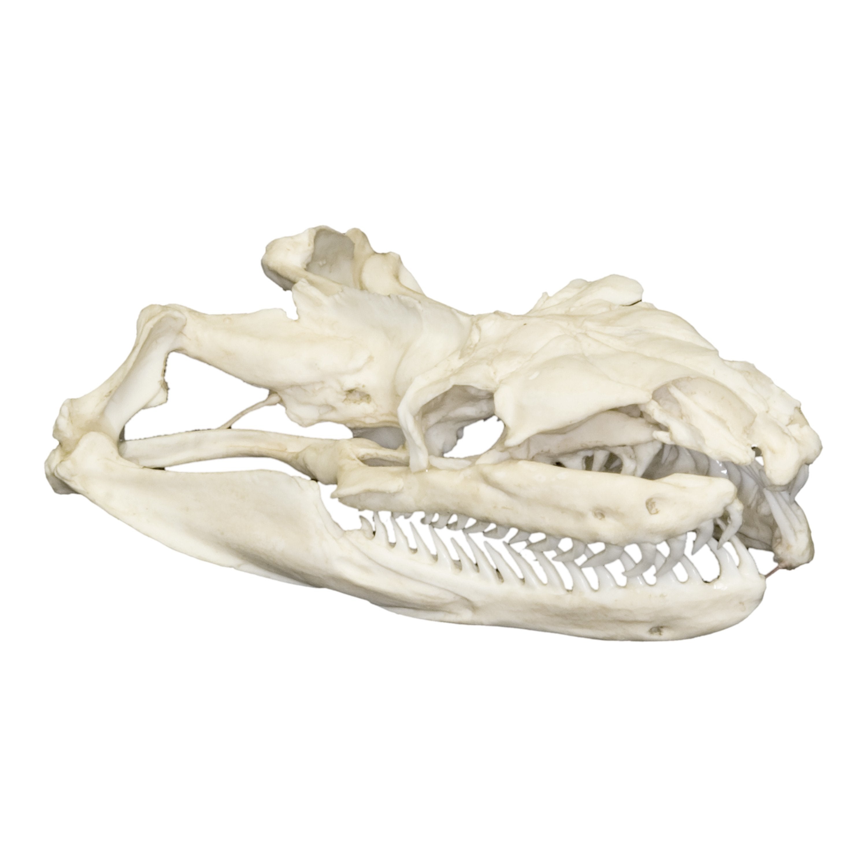 Authentic Replica Reticulated Python Skull - Realistic Snake Skull Decor for Home, Office, or Halloween Display - Perfect for Gothic Decor, Biology Study, and Horror Theme Parties