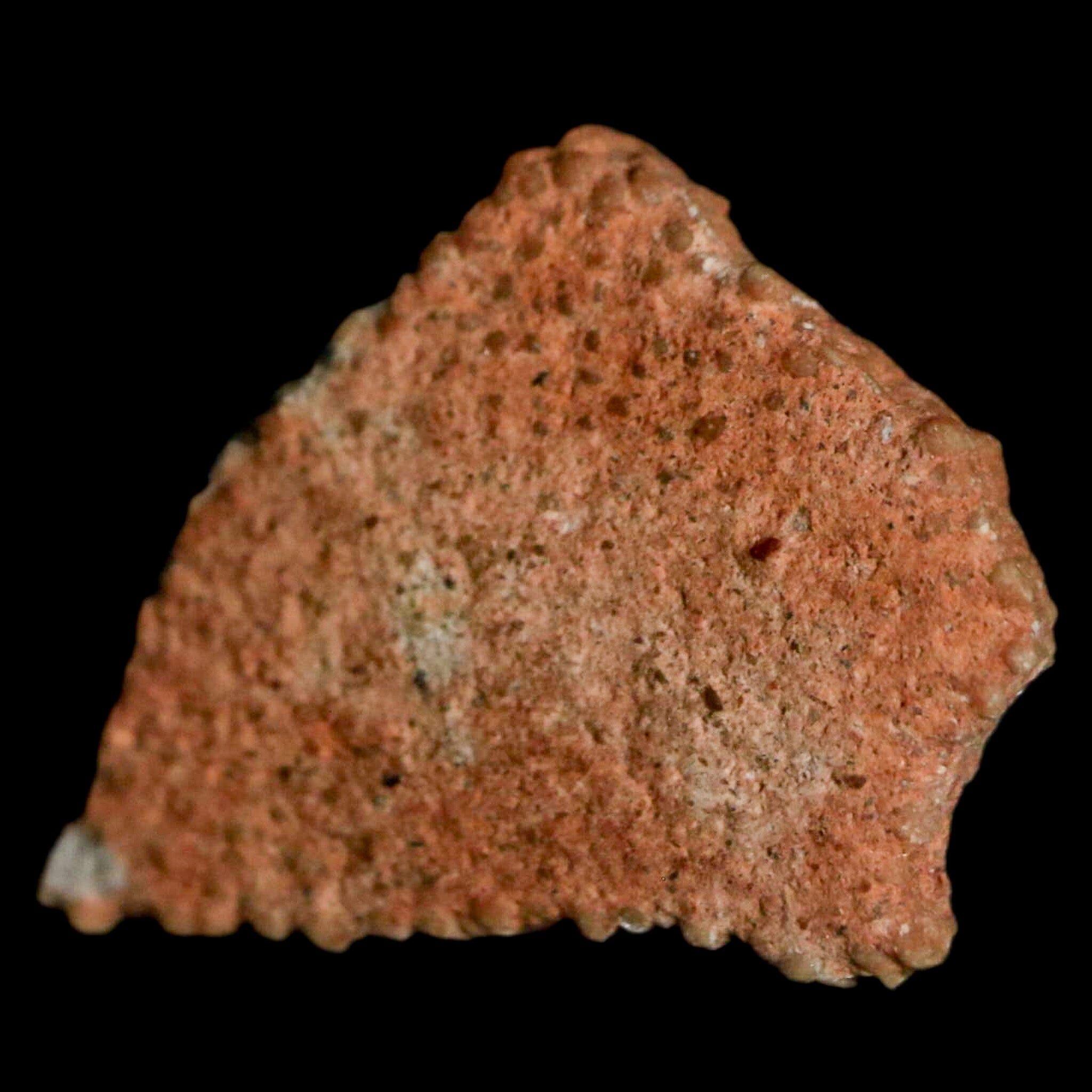 Authentic 0.7 Megaloolithus Titanosaur Dinosaur Fossil Egg Shell from Bouches-du-Rhône, France - Rare Collector's Item for Museum Display & Paleontology Enthusiasts - Perfect for Educational Exhibits, Home Decor, and Fossil Collections