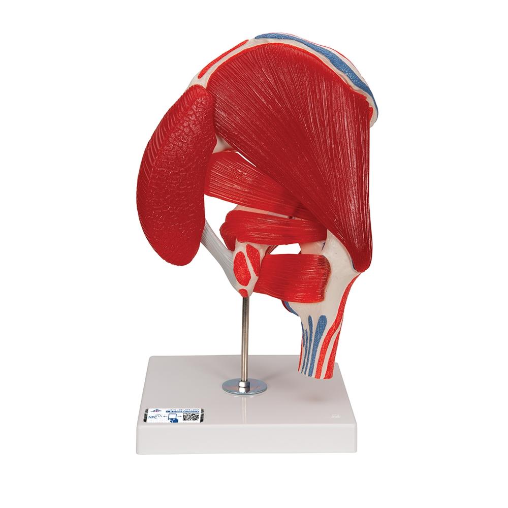 7-Part Hip Joint Model with Muscles - Anatomical Educational Tool for Medical Students, Doctors, and Physical Therapists - Perfect for Classroom, Lab, and Clinical Demonstrations