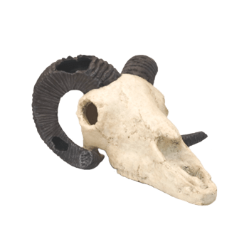 Fish Gear Rams Skull Aquarium Ornament - Unique Decorative Fish Tank Decor for Freshwater & Saltwater Aquariums - Perfect for Halloween, Gothic, or Natural Underwater Themes