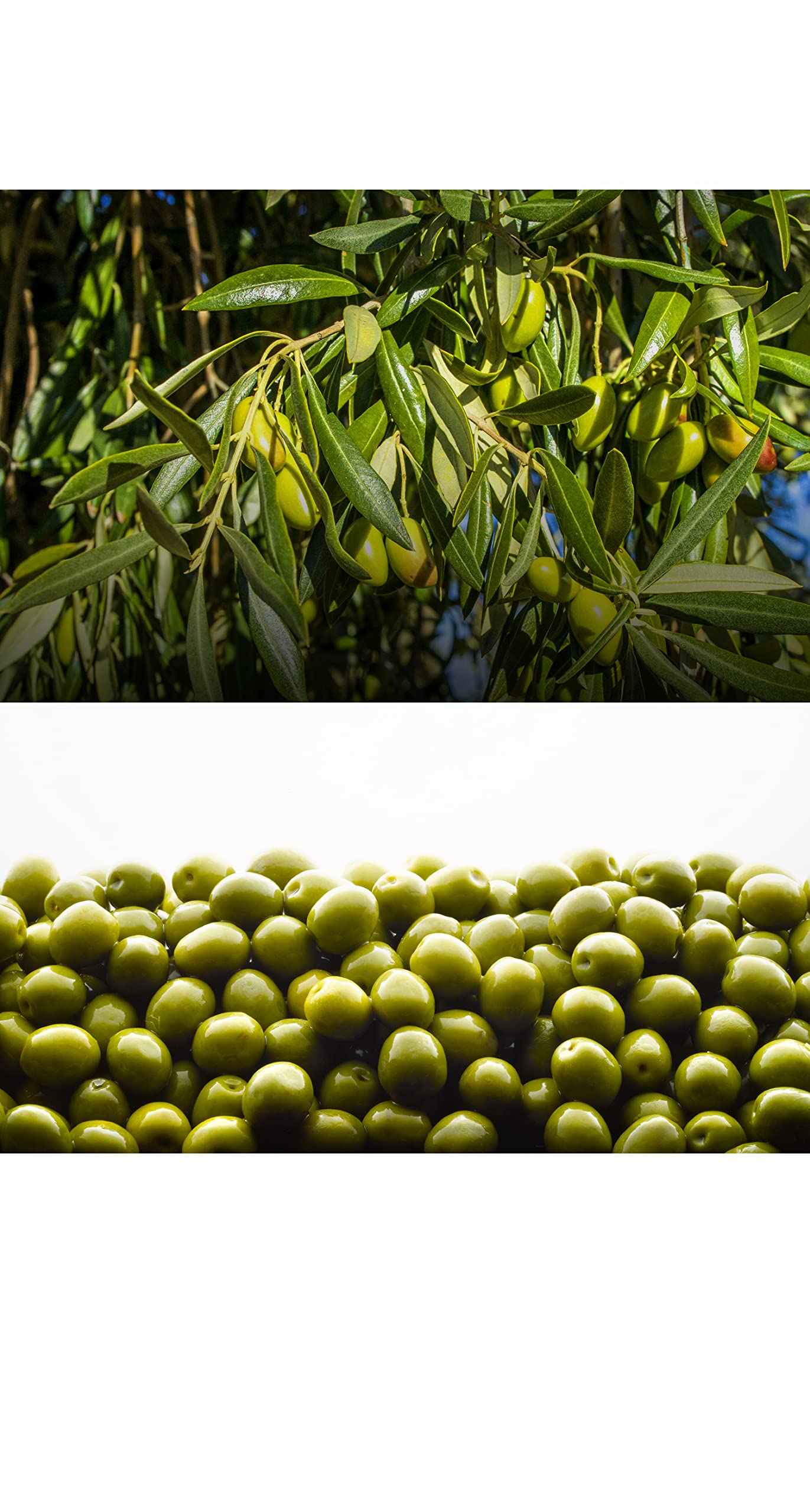 Olivar Santamaria Premium Extra Virgin Olive Oil - Cold Pressed Picual Variety from Spain - High Polyphenol Content (5 Liter/169.07 Fl Oz) - Ideal for Salad Dressings, Cooking, Frying, Marinades & Healthy Mediterranean Diet