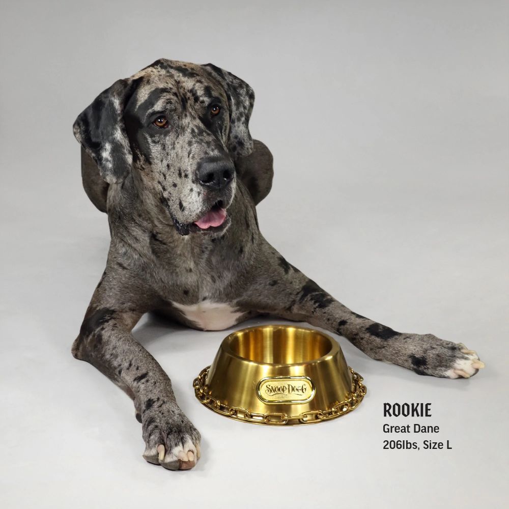 Premium Gold Pet Bowl for Dogs & Cats - Non-Slip Stainless Steel Pet Food & Water Dish - Elegant Raised Feeder for Small & Large Pets - Perfect for Home, Travel & Outdoor Use