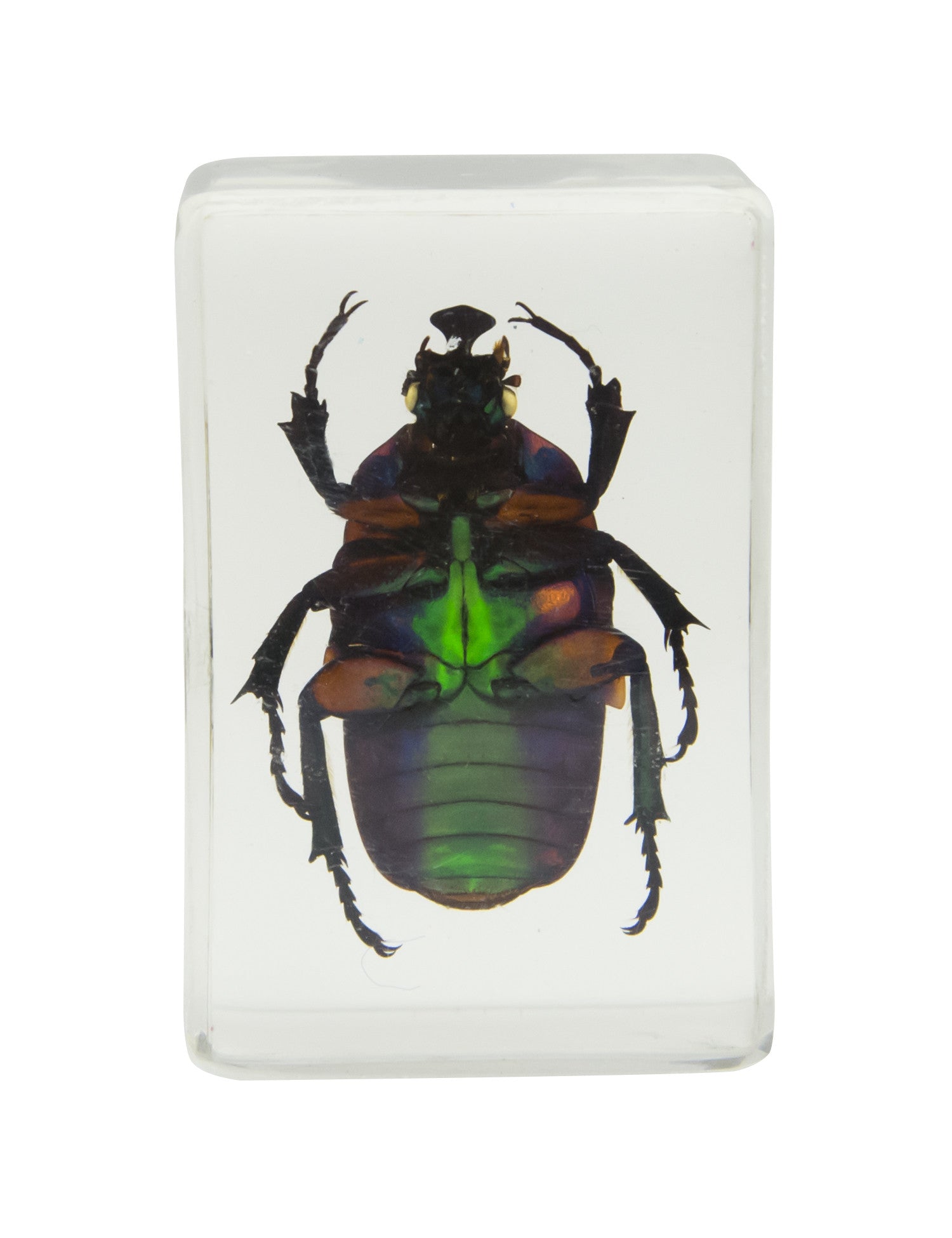 3D Bug Specimen Kit #2 - Realistic Insect Models for Science Education & Collectors - Perfect for Classroom Learning, Home Study & Entomology Displays
