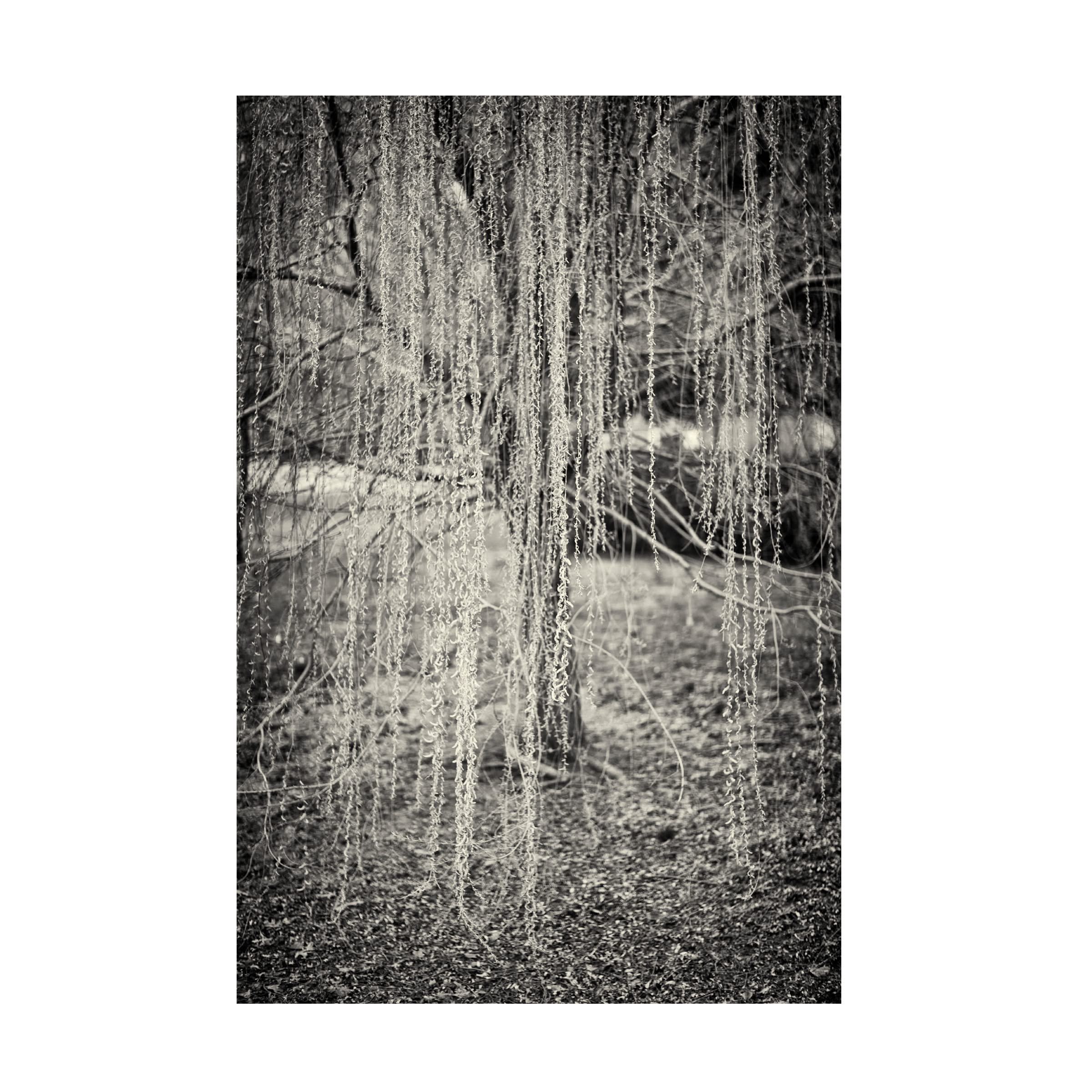 Trademark Fine Art 'Ides of March' by Geoffrey Ansel Agrons - 16x24 Inch Canvas Wall Art - Perfect for Home Decor, Office, and Living Room