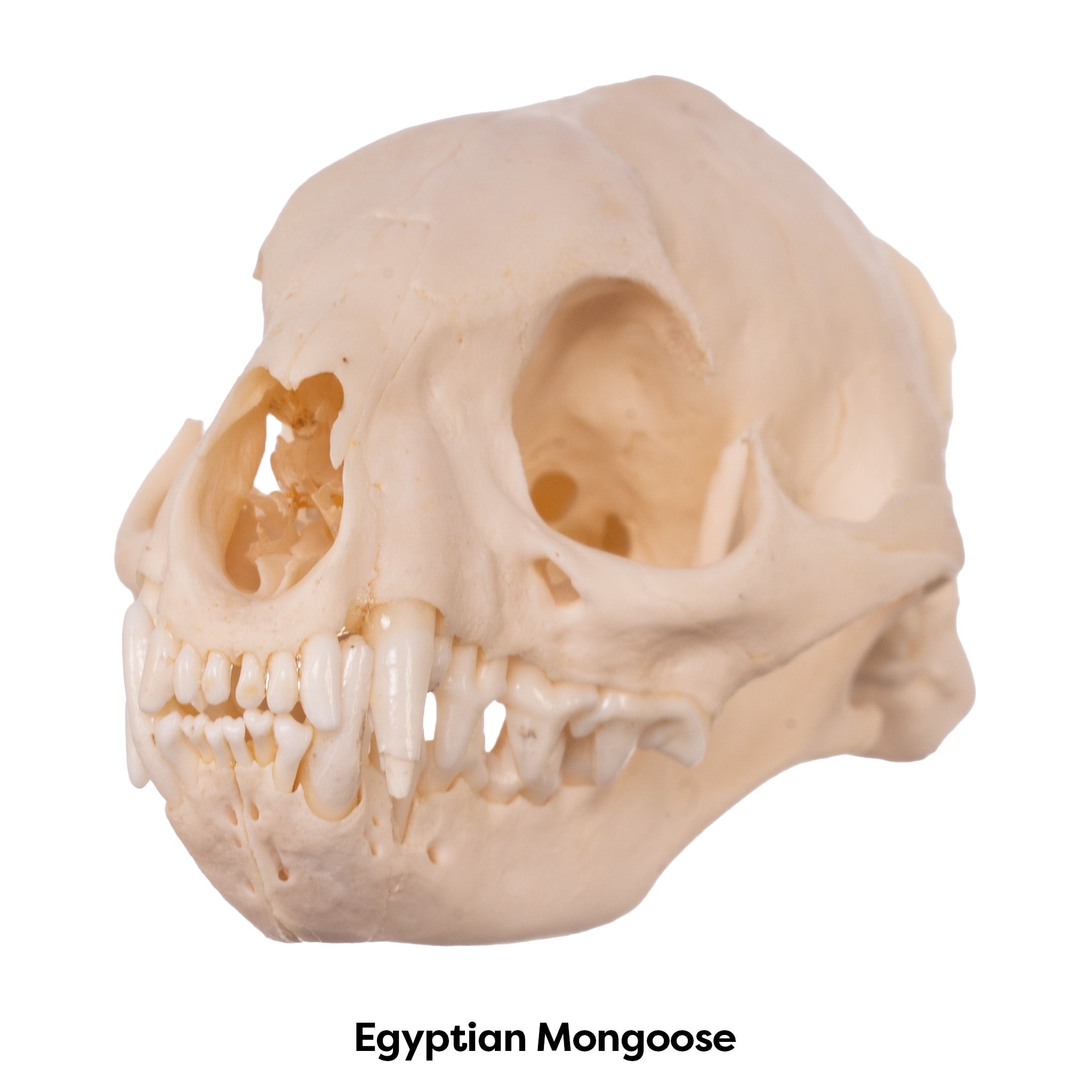 Authentic Mongoose Skull Set of 2 - Taxidermy Specimen for Oddity Collectors, Gothic Decor & Biology Study - Perfect for Halloween, Cabinets of Curiosities & Science Classrooms