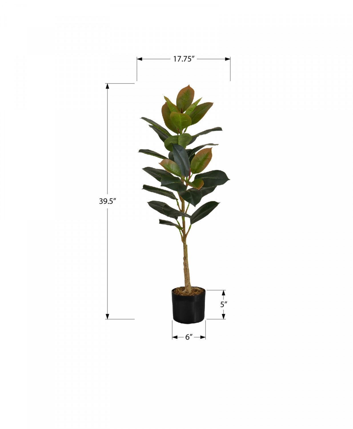 40 Rubber Tree Plants with 5 Black Pots - Indoor Houseplants for Home Office Decor, Air Purifying and Feng Shui