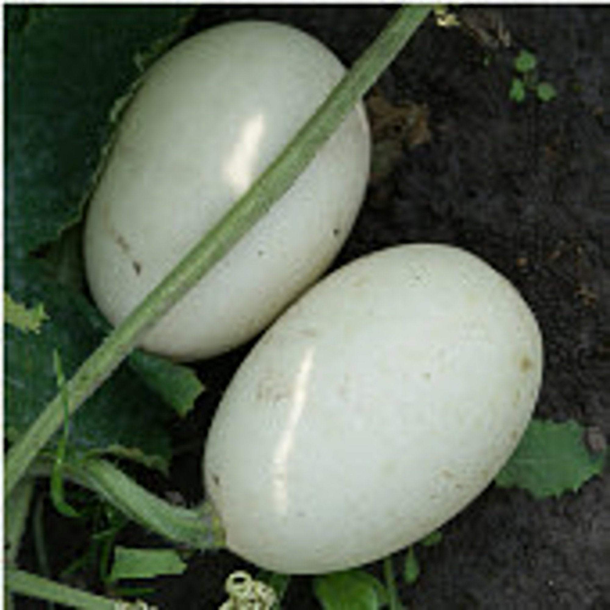 Nest Egg Gourds Seeds - 25+ Heirloom, Non-GMO Seeds for Vegetable, Fruit, Herb & Flower Gardens - Perfect for Home Gardening & DIY Decor Projects