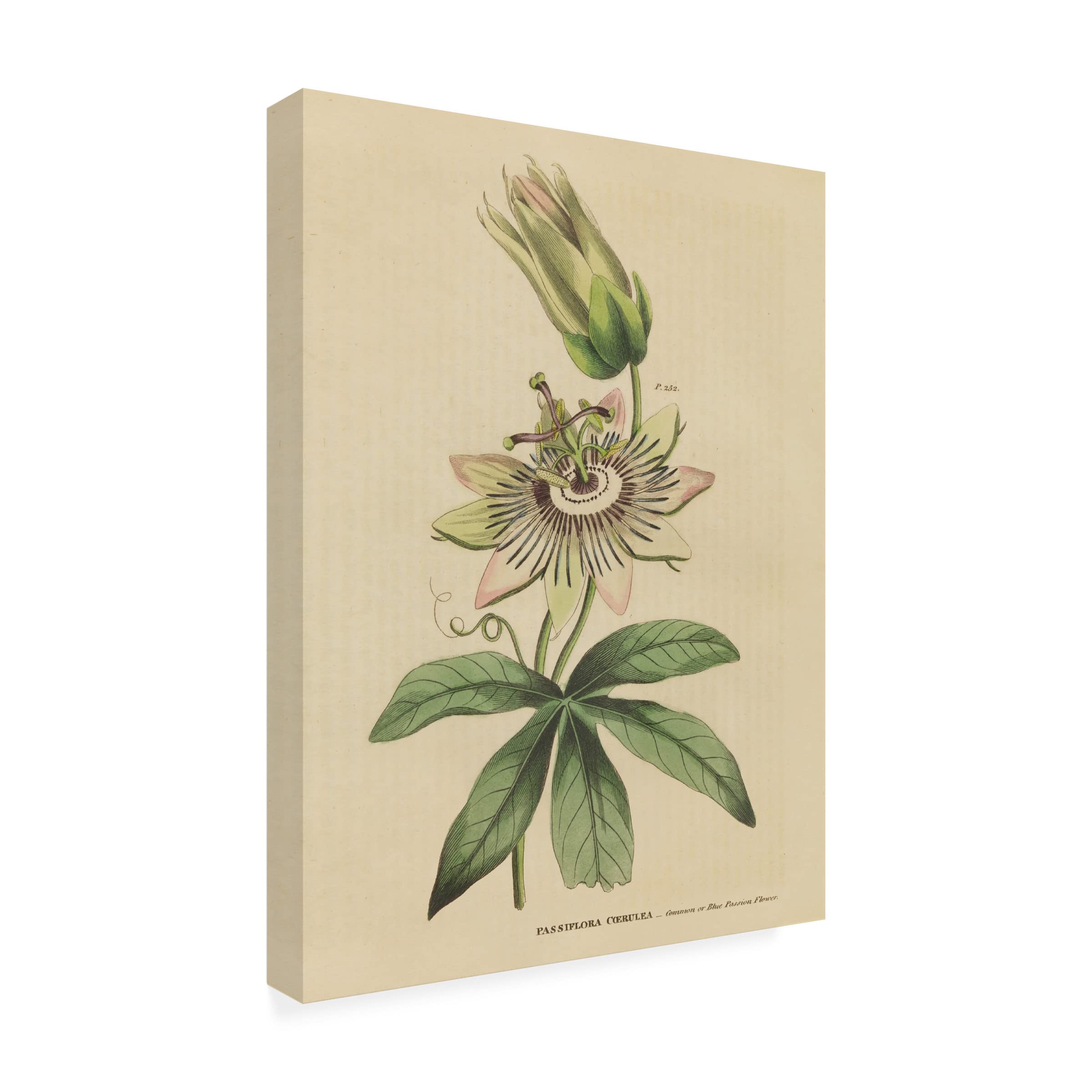 Trademark Fine Art 'Herbal Botanical XXI' Canvas Wall Art Print by Wild Apple Portfolio - Perfect for Living Room, Bedroom & Office Decor