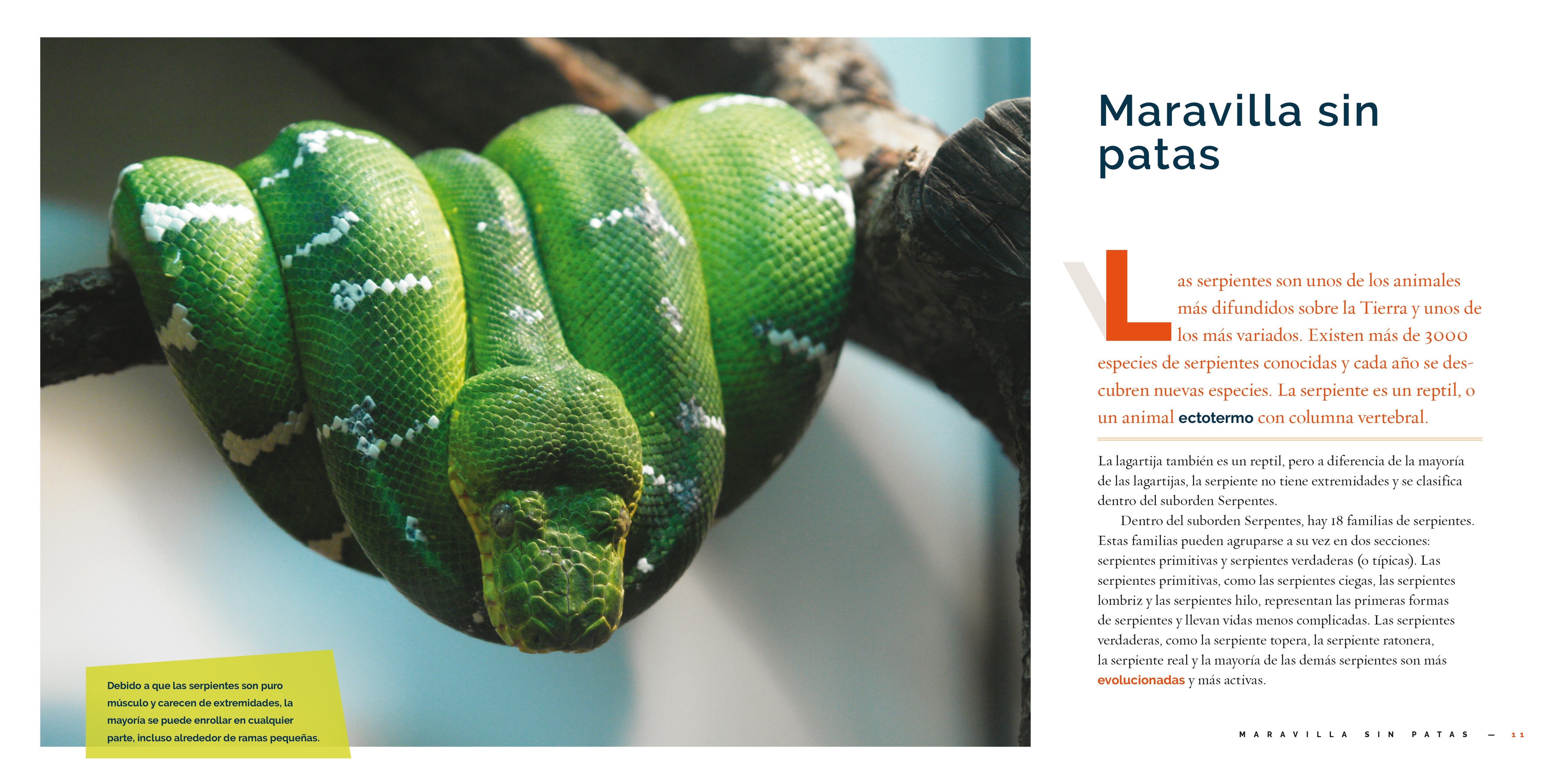 La Serpiente 9781640267510 - Spanish Children's Book About Snakes - Perfect for Kids' Reading & Learning at Home or School