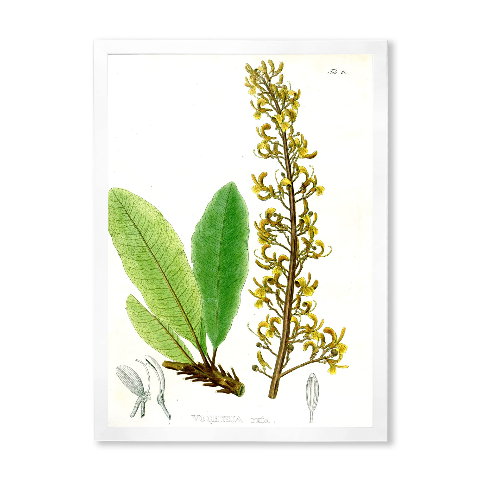 Vintage Brazilian Plant IV Traditional Framed Wall Art - Botanical Home Decor for Living Room, Bedroom & Office