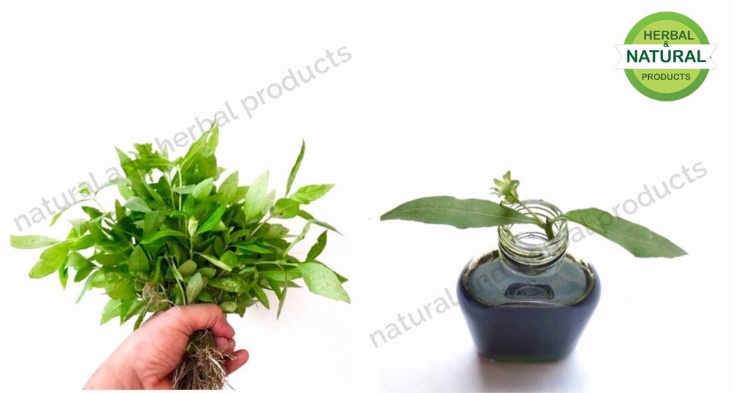 Organic Bhringraj Powder (Eclipta Prostrata) - 200g | Natural Herbal Supplement for Hair Growth, Skin Care & Liver Health | Promotes Strong Hair, Improves Complexion & Detoxifies | Perfect for DIY Hair Masks, Herbal Teas & Ayurvedic Remedies