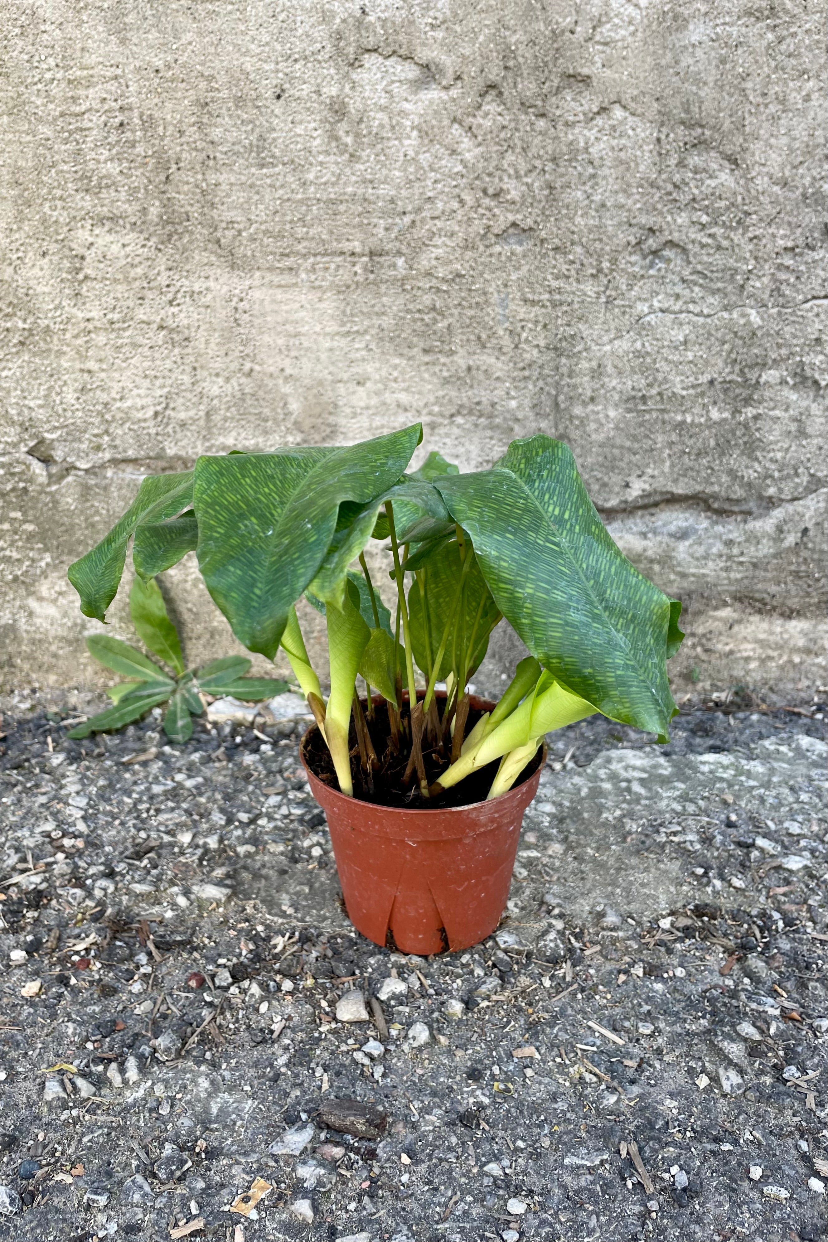Calathea Musaica Prayer Plant - 4