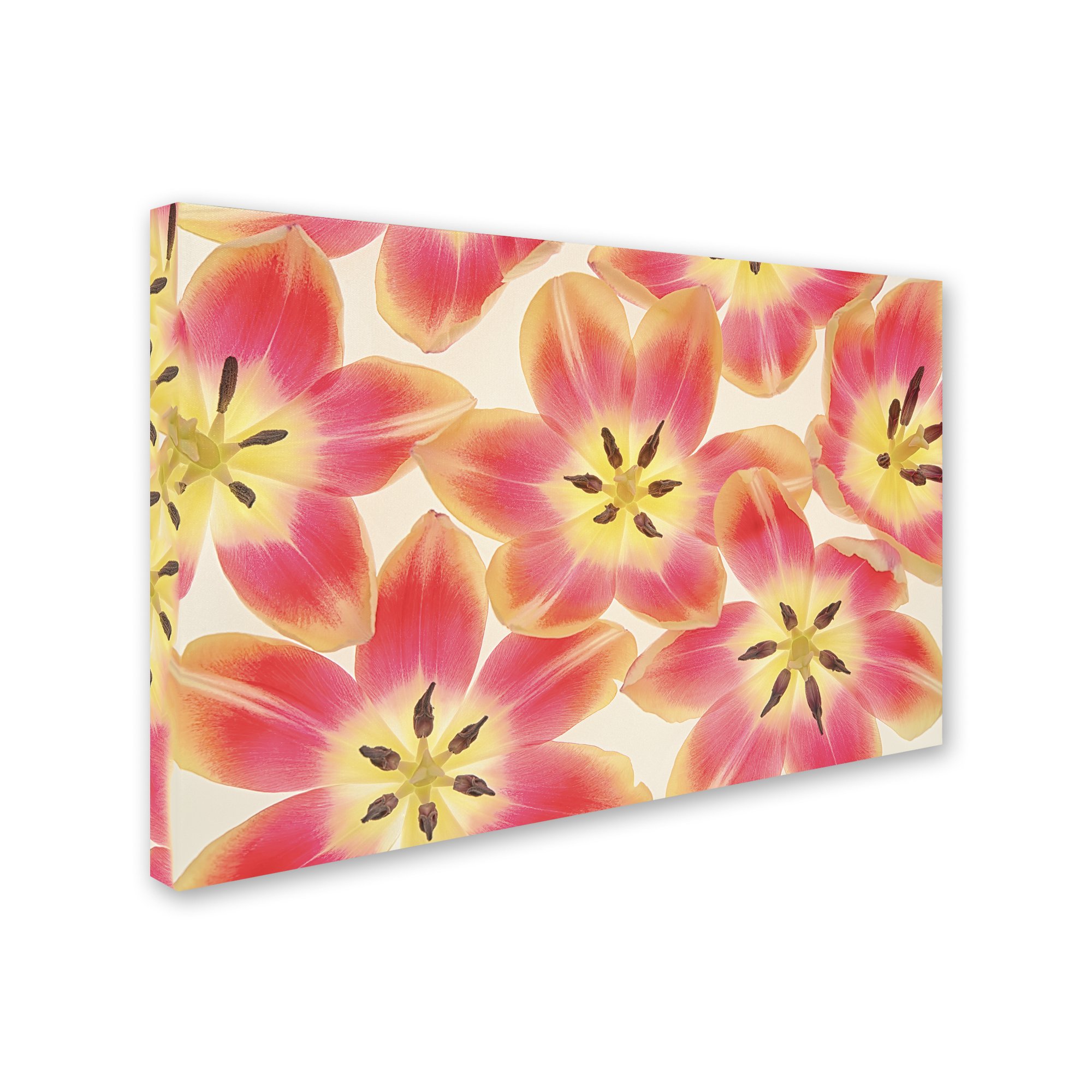 Trademark Fine Art ALI1802-C1624GG Yellow and Coral Red Tulips by Cora Niele - 16x24 Inch Floral Canvas Wall Art - Perfect for Living Room, Bedroom & Office Decor