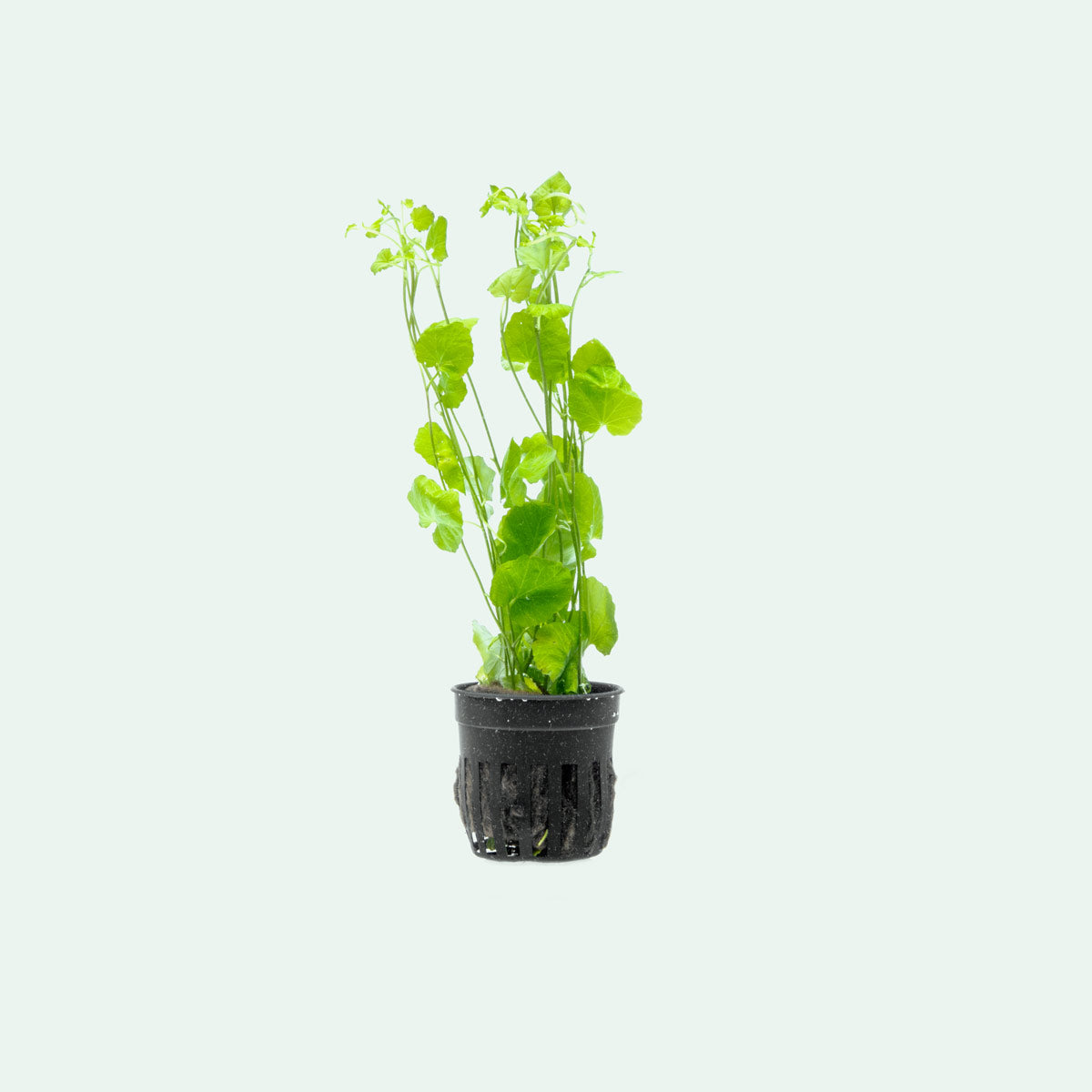 Cardamine Lyrata Aquatic Plant for Freshwater Aquariums - Perfect for Fish Tanks, Aquascaping & Natural Aquatic Decor
