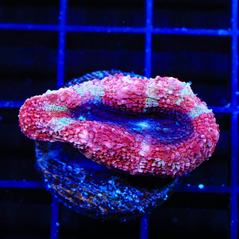 Buy Cherry Pie Bowerbanki Coral - Vibrant Saltwater Aquarium Coral for Reef Tanks | Perfect for Home Aquariums & Marine Displays
