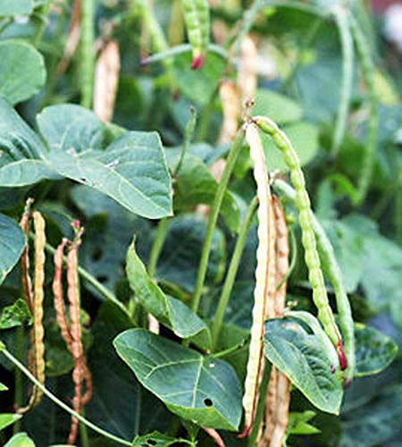 Dixie Lee Crowder Pea Seeds - High Yield, Fast Growing, 2 Harvests per Season (50 Seeds) - Perfect for Home Gardens, Canning & Southern Recipes