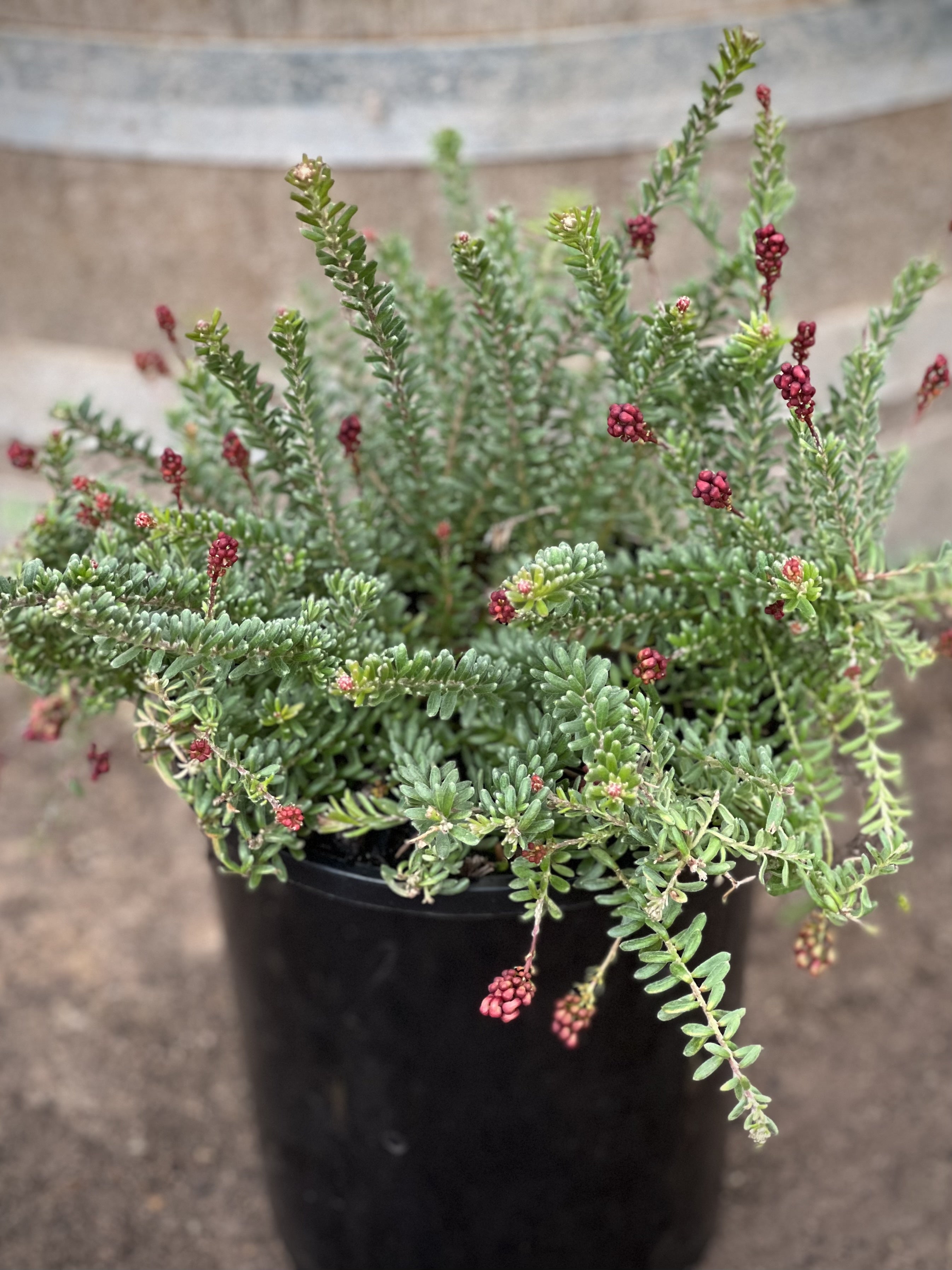 Grevillea lanigera 'Little Drummer Boy' - Dwarf Evergreen Shrub with Vibrant Red Flowers | Drought-Tolerant Landscape Plant for Gardens, Borders & Containers | Perfect for Xeriscaping & Coastal Areas