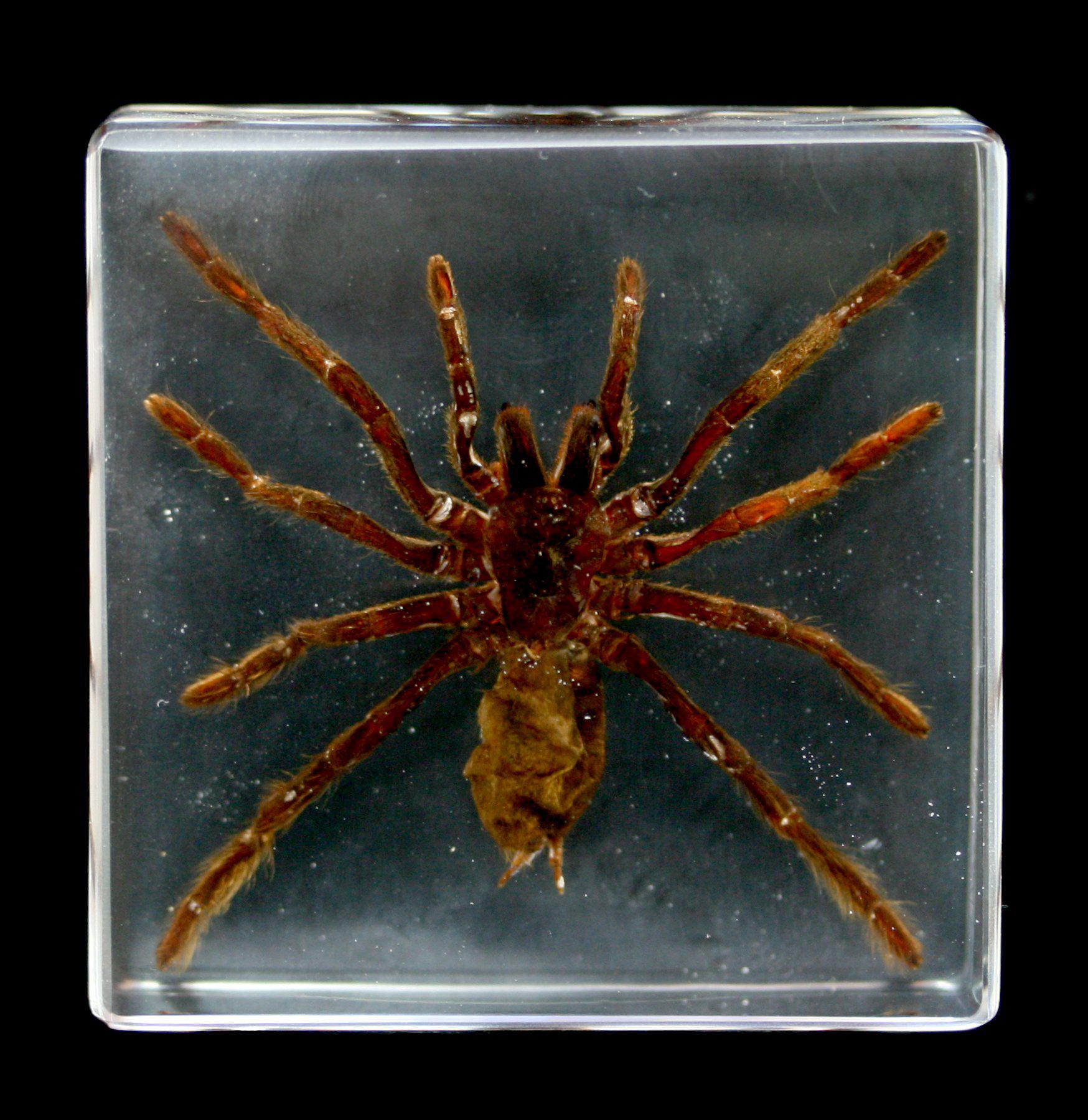 Realistic Tarantula Encased in Clear Acrylic Block - Perfect for Halloween Decor, Science Education & Insect Collectors Display