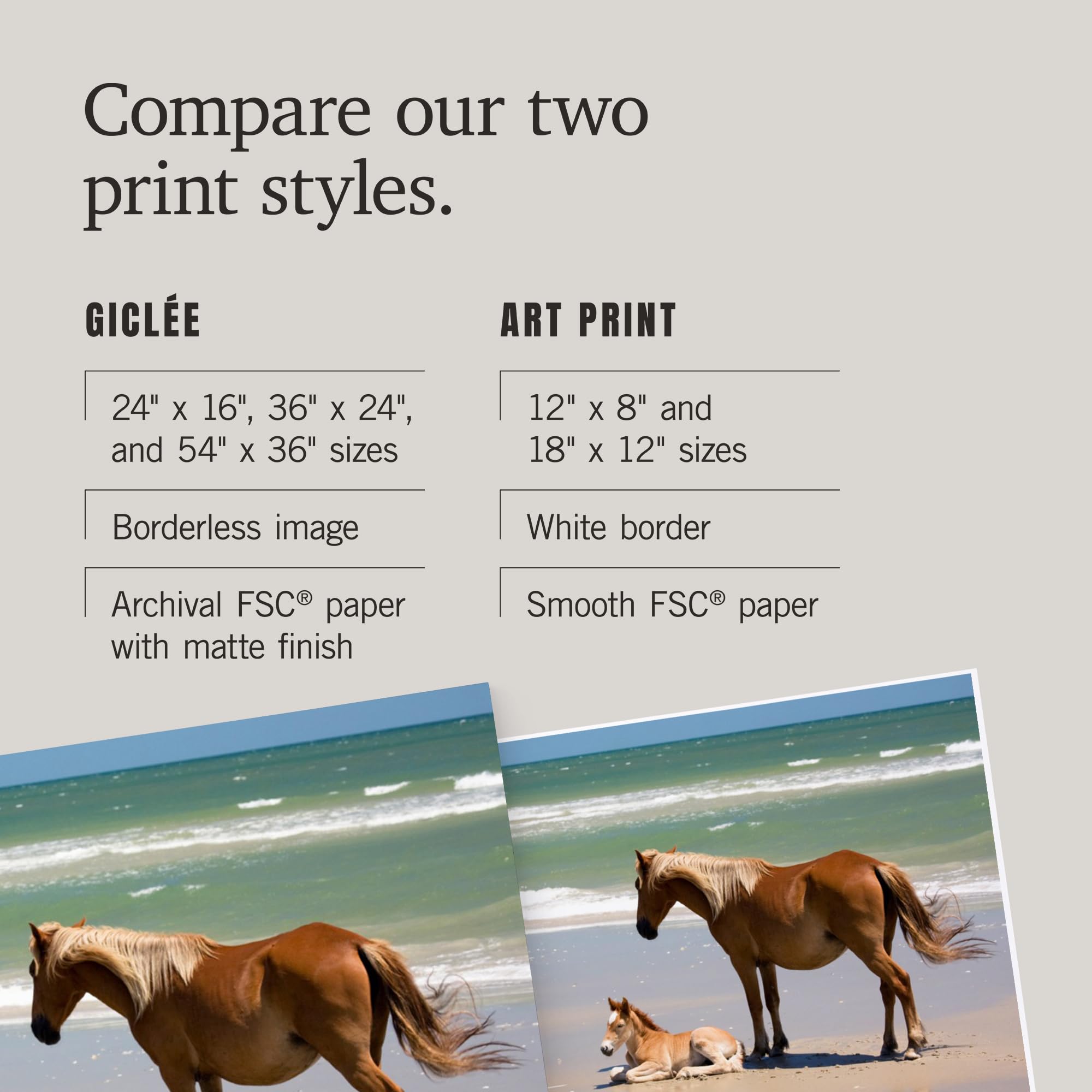 Lantern Press 16x24 Inch Giclee Art Print - Corolla NC Beach Scene with Wild Banker Ponies & Foal - Coastal Wall Decor for Living Room, Bedroom or Office