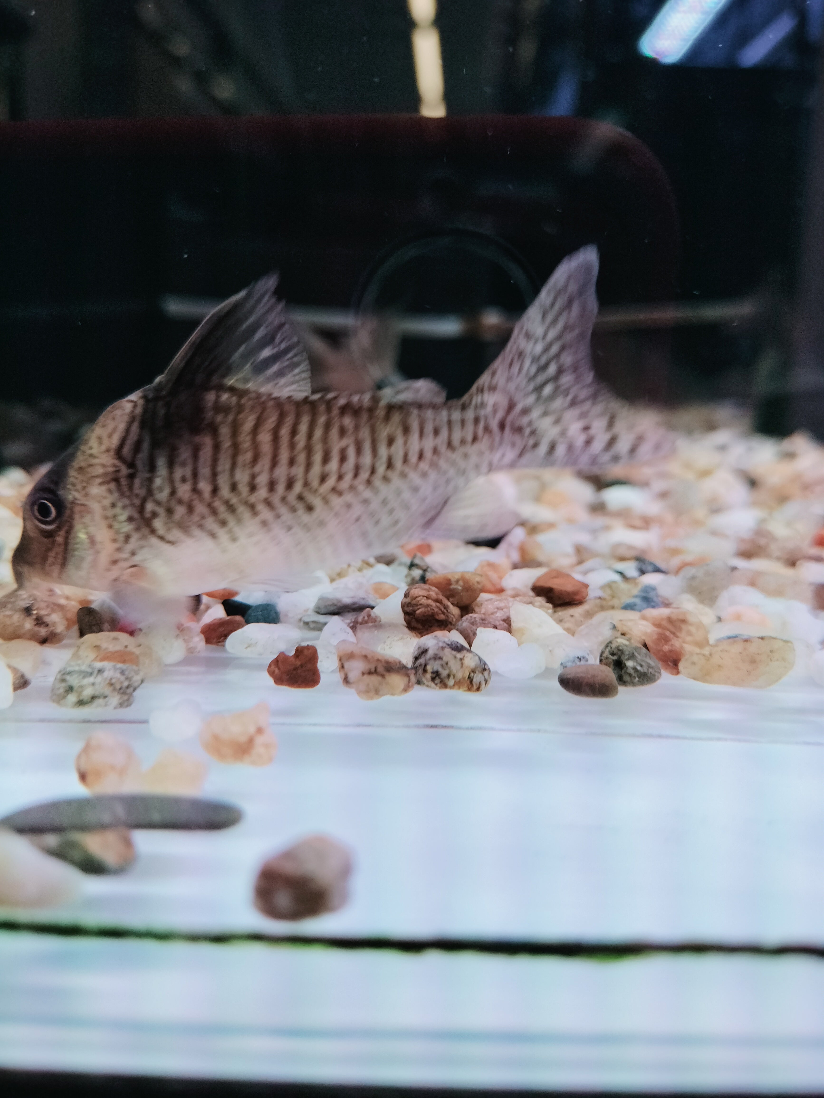Black Sail Corydoras Catfish - Freshwater Aquarium Fish for Planted Tanks & Community Aquariums | Perfect for Beginners & Tropical Fish Enthusiasts