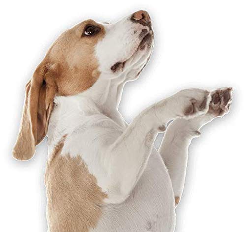 Premium Dog Hip & Joint Soft Chews - MAX Strength Formula with Chondroitin & Glucosamine - 120 Count Bottle for Large & Small Dogs - Supports Mobility & Joint Health - Ideal for Active Dogs & Senior Pets