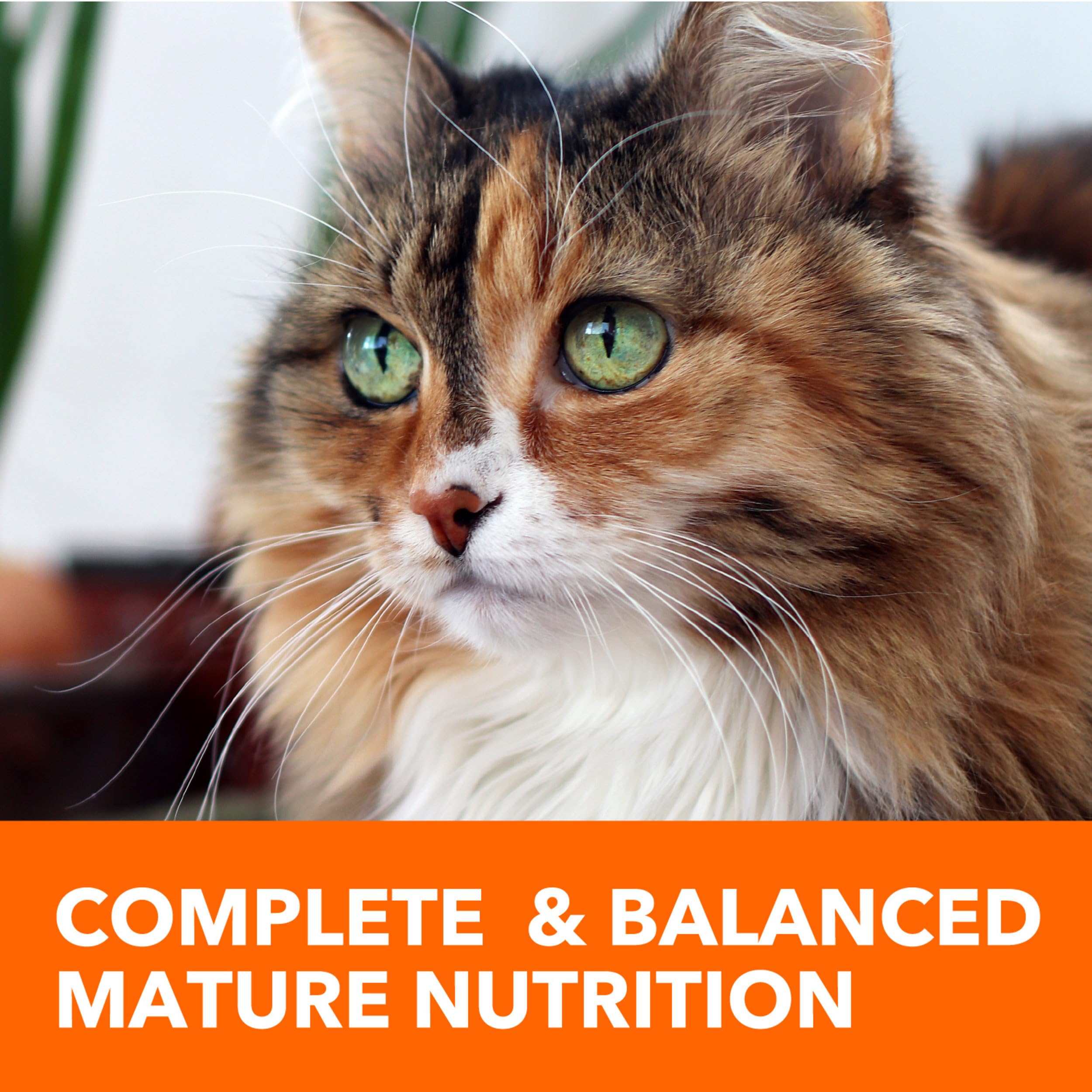 IAMS PROACTIVE HEALTH Adult Dry Cat Food for Senior Cats - Chicken Recipe, 16lb Bag | Supports Joint Health & Digestion for Aging Cats - Perfect for Indoor Senior Cats & Mature Feline Nutrition