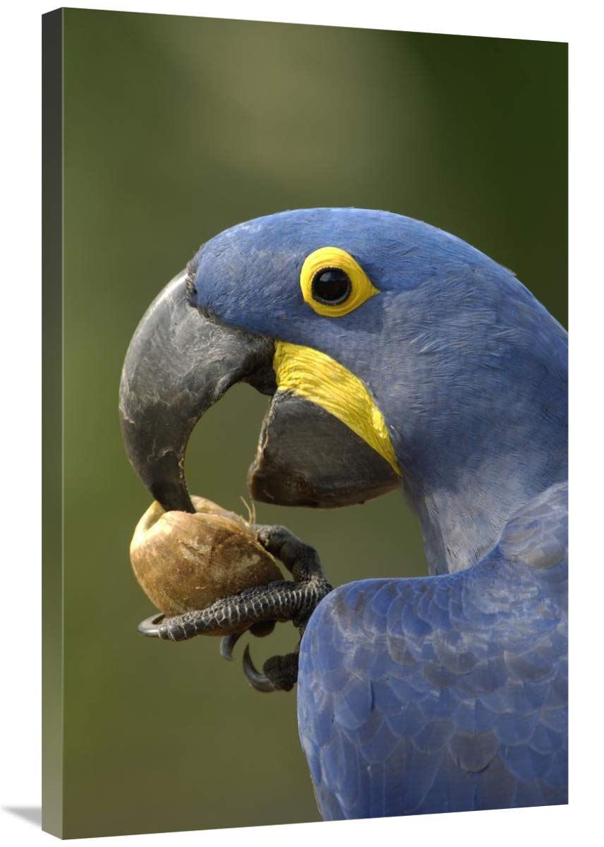 Brazilian Hyacinth Macaw Canvas Art - 24x36 Inch Wildlife Wall Decor Featuring Macaw Eating Piassava Palm Nut in Cerrado Habitat - Perfect for Living Room, Bedroom & Office Decor