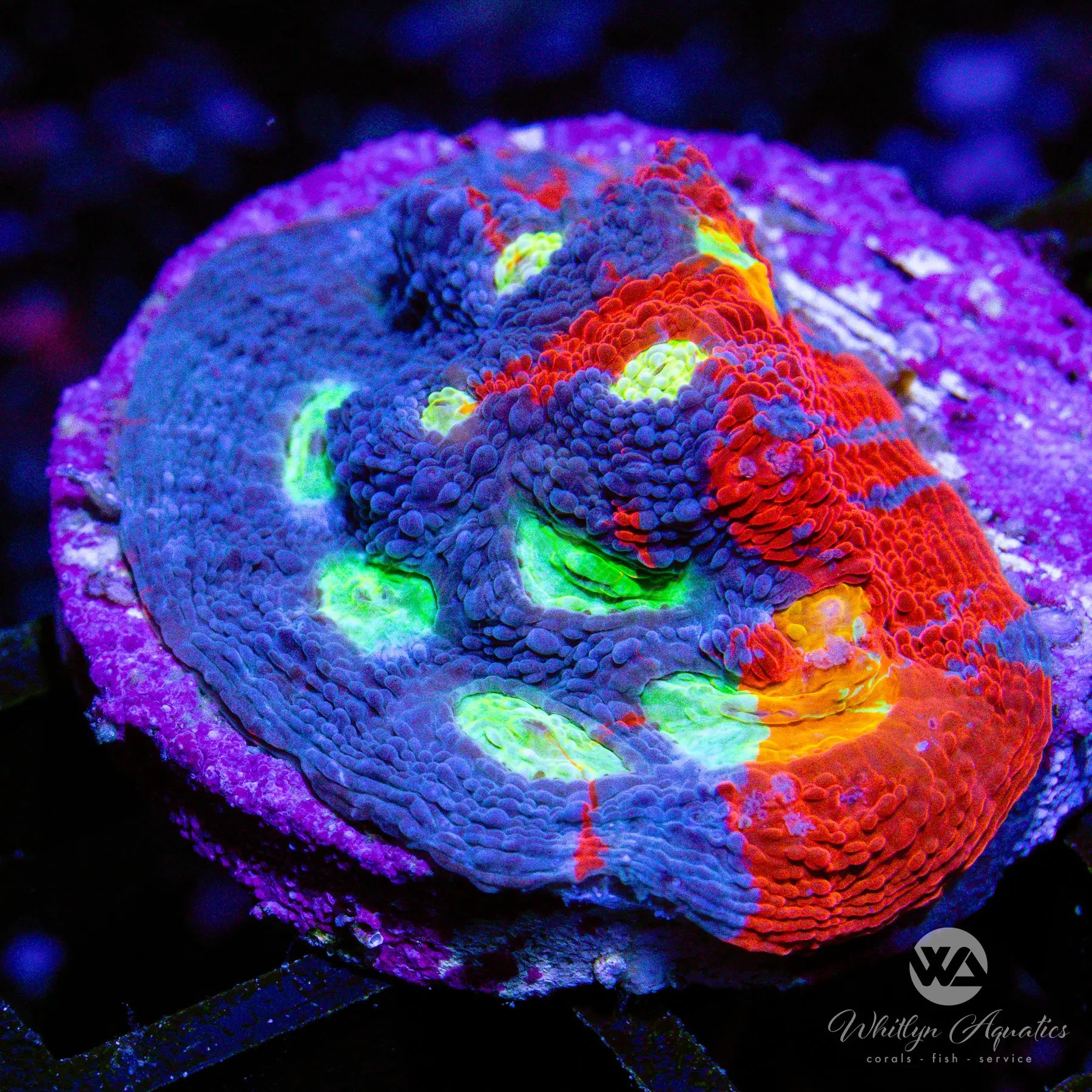 Superman Rainbow Chalice Coral Frag - WYSIWYG Live Coral for Saltwater Aquariums | Perfect for Reef Tanks & Marine Displays