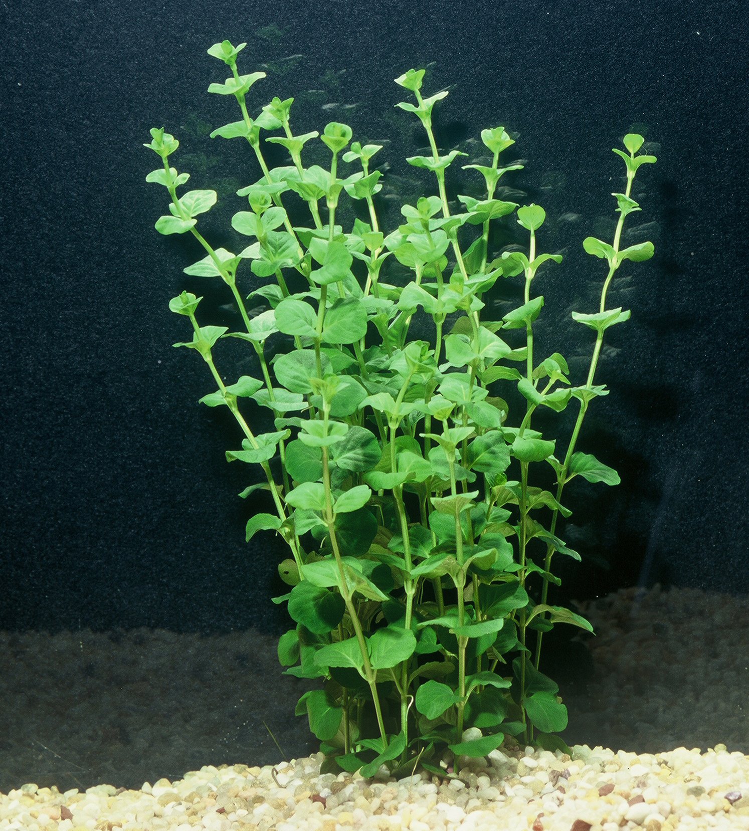 Creeping Jenny Live Plants (3 Pack) - Fast Growing Ground Cover for Ponds, Water Gardens & Landscaping | Perfect for Borders, Containers & Erosion Control