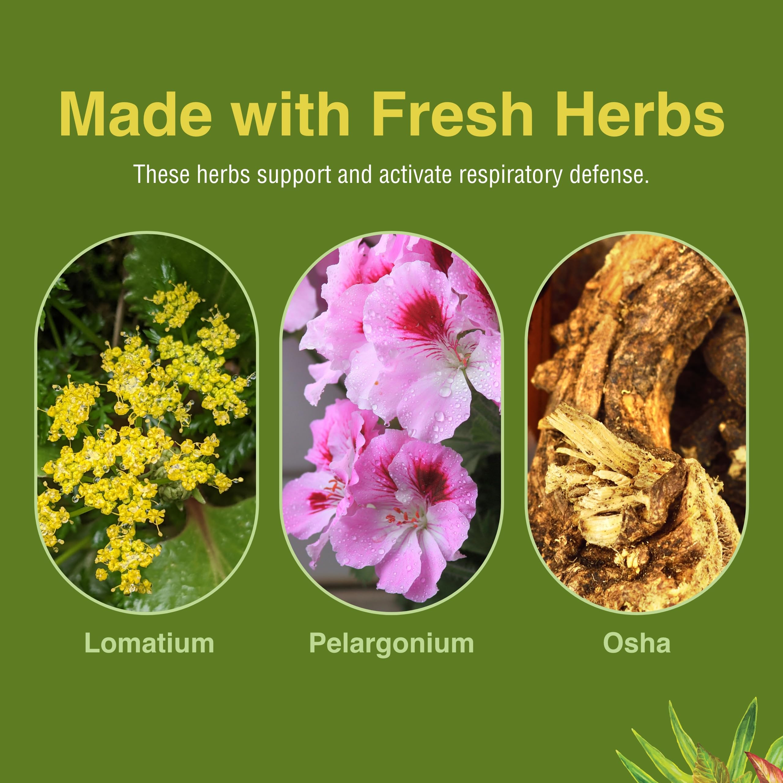 Herbs Etc. Loviral - Lung Health Supplement for Respiratory Support & Immune Defense - Natural Herbal Formula with Lomatium, Pelargonium & OSHA - Gluten-Free, Non-GMO - 60 Softgels (60 Servings) - Ideal for Cold Season, Allergy Relief & Daily Respiratory Wellness