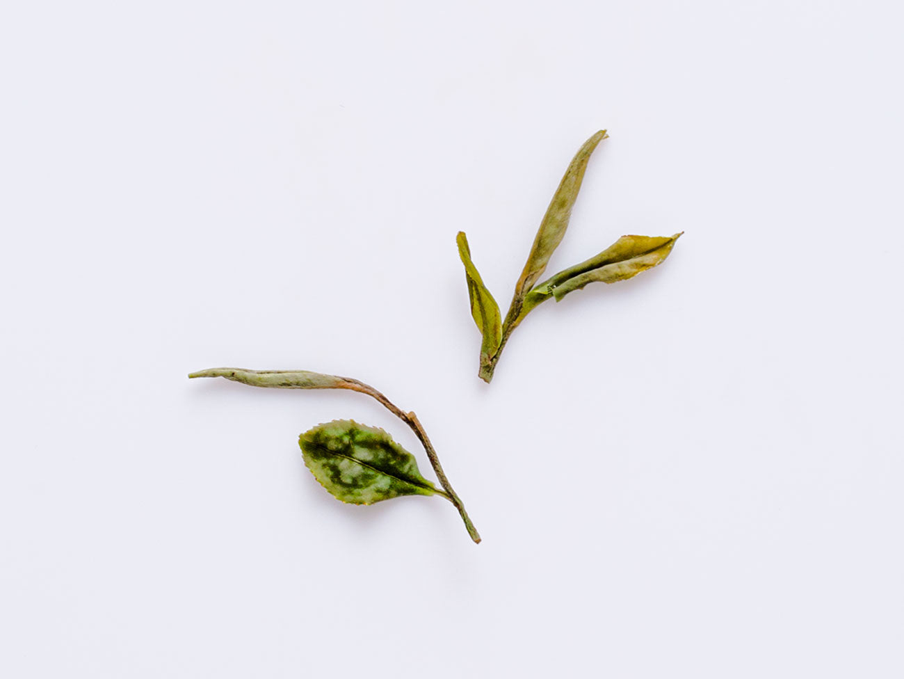 Premium Wild Gongmei Tea - Organic & Loose Leaf Black Tea for Tea Lovers - Perfect for Relaxation, Afternoon Tea & Gifts