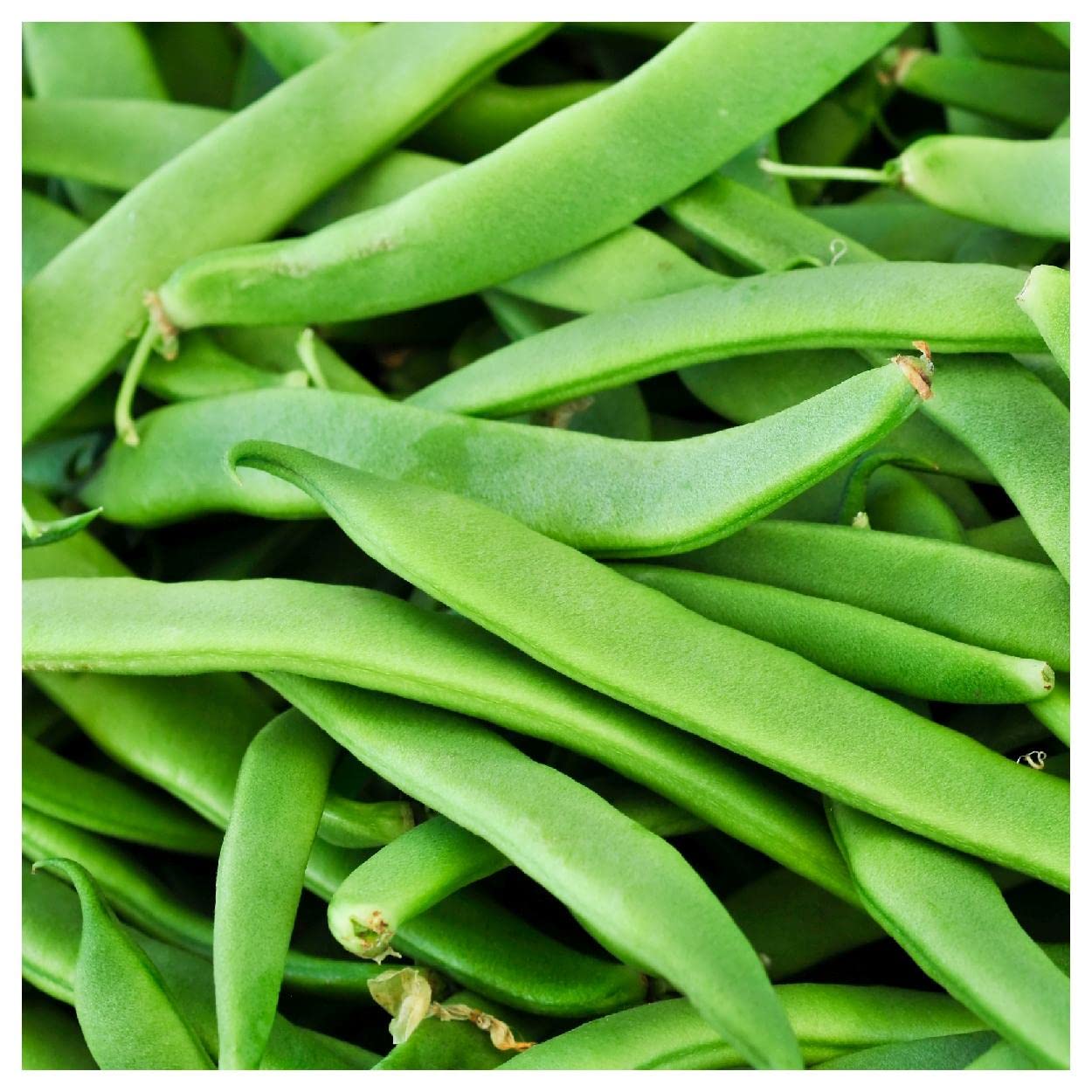 Everwilde Farms – 1/4 Lb Roma II Green Bean Seeds - Non-GMO, Heirloom, Gold Vault Bulk Pack - Perfect for Home Gardening, Vegetable Patches & Sustainable Farming