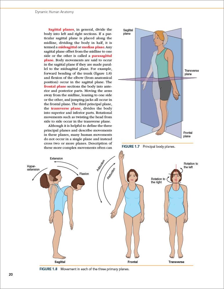 Dynamic Human Anatomy - Comprehensive 3D Study Guide for Medical Students & Artists | Perfect for Anatomy Classes, Art Reference & Healthcare Education