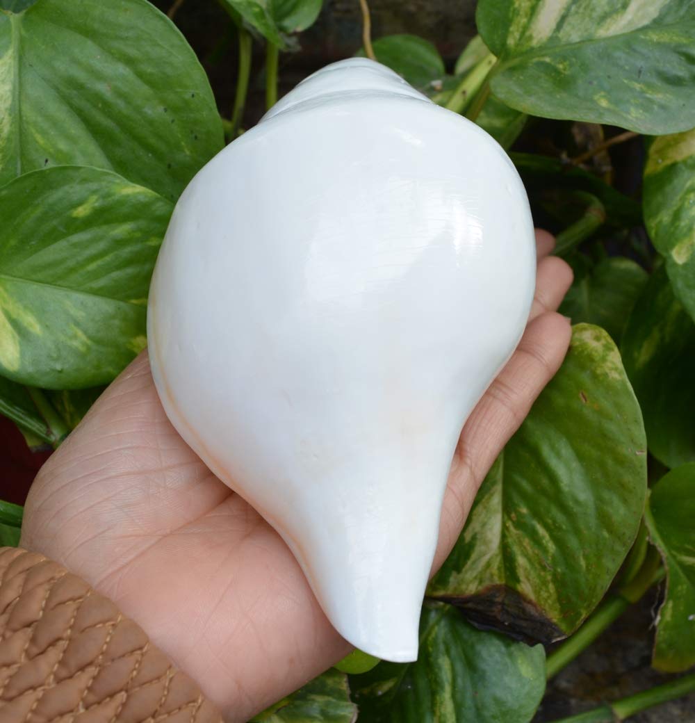 Authentic Pooja Shankha Conch Shell - Sacred Hindu Ritual Instrument for Prayer & Meditation | Perfect for Puja, Yoga & Spiritual Ceremonies